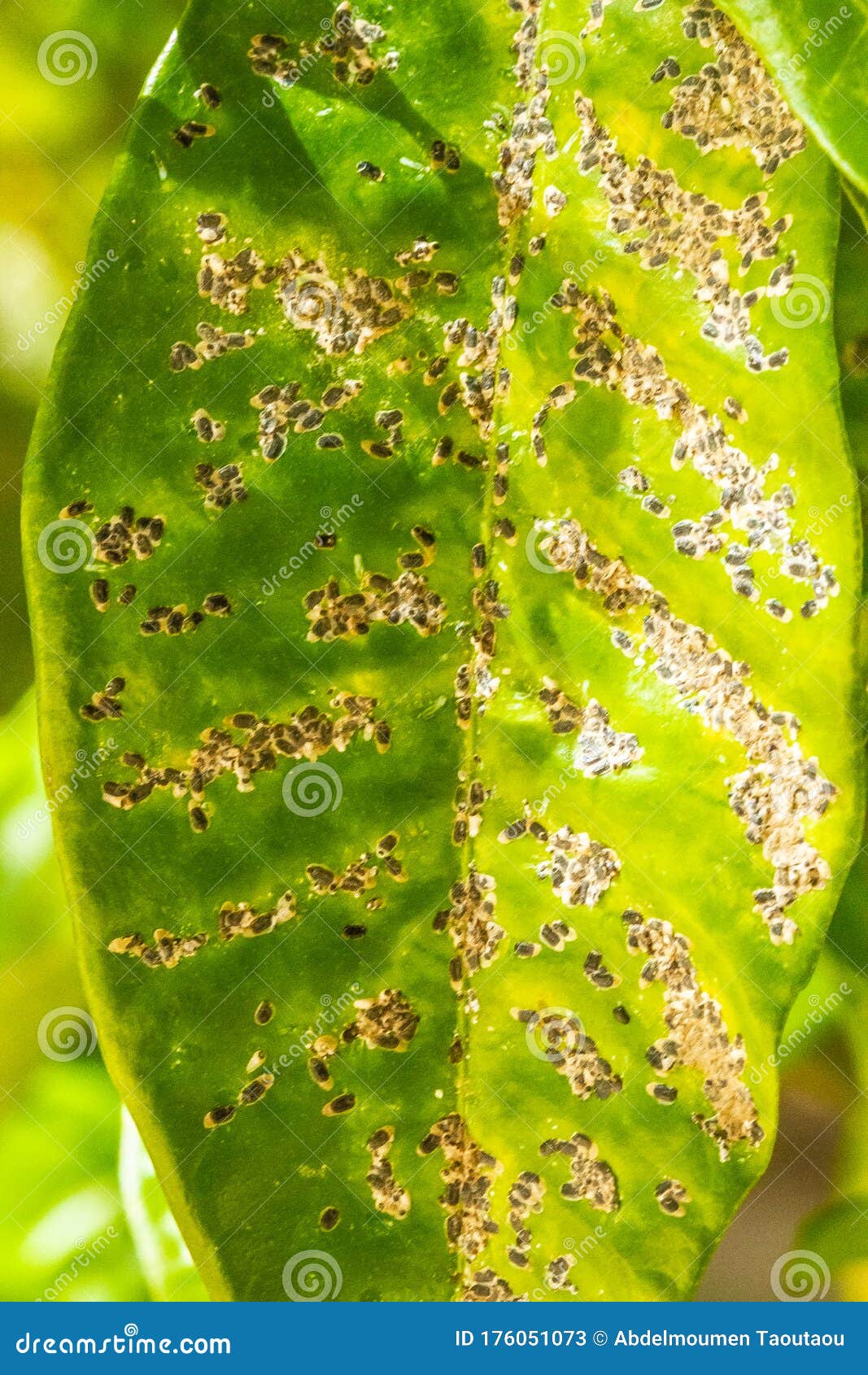orange leaves attacked with mealybugs and florida red scale