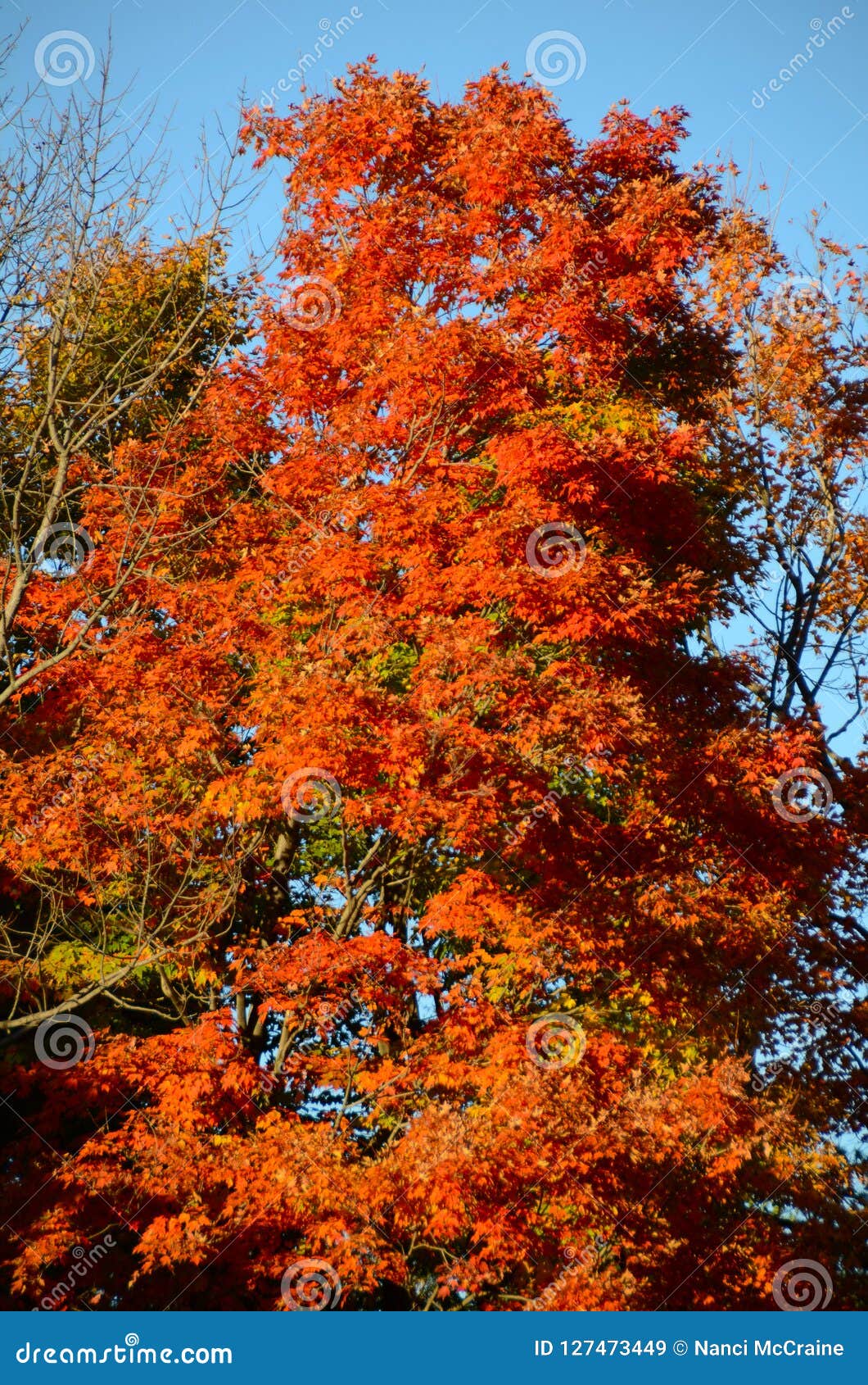 Trees Clipart-brilliant hues of red orange and yellow in maple leaves