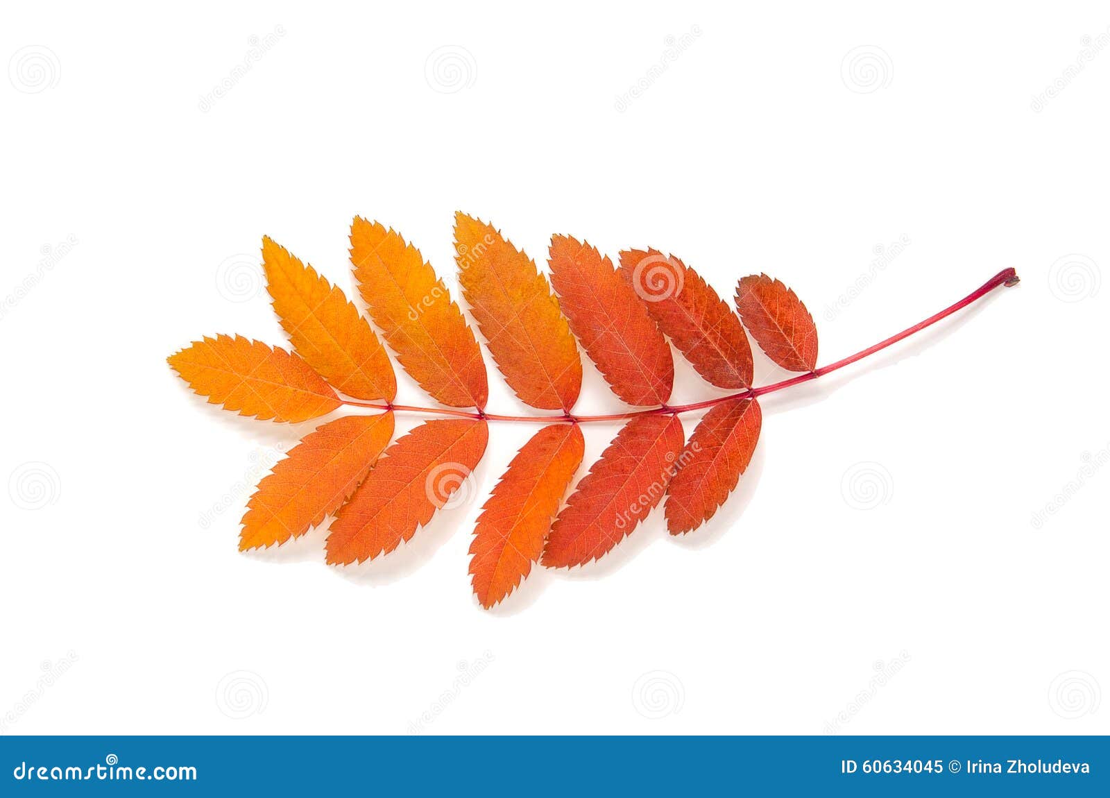 Orange Leaves Mountain Ash with Stains Isolated on a White Stock Image ...
