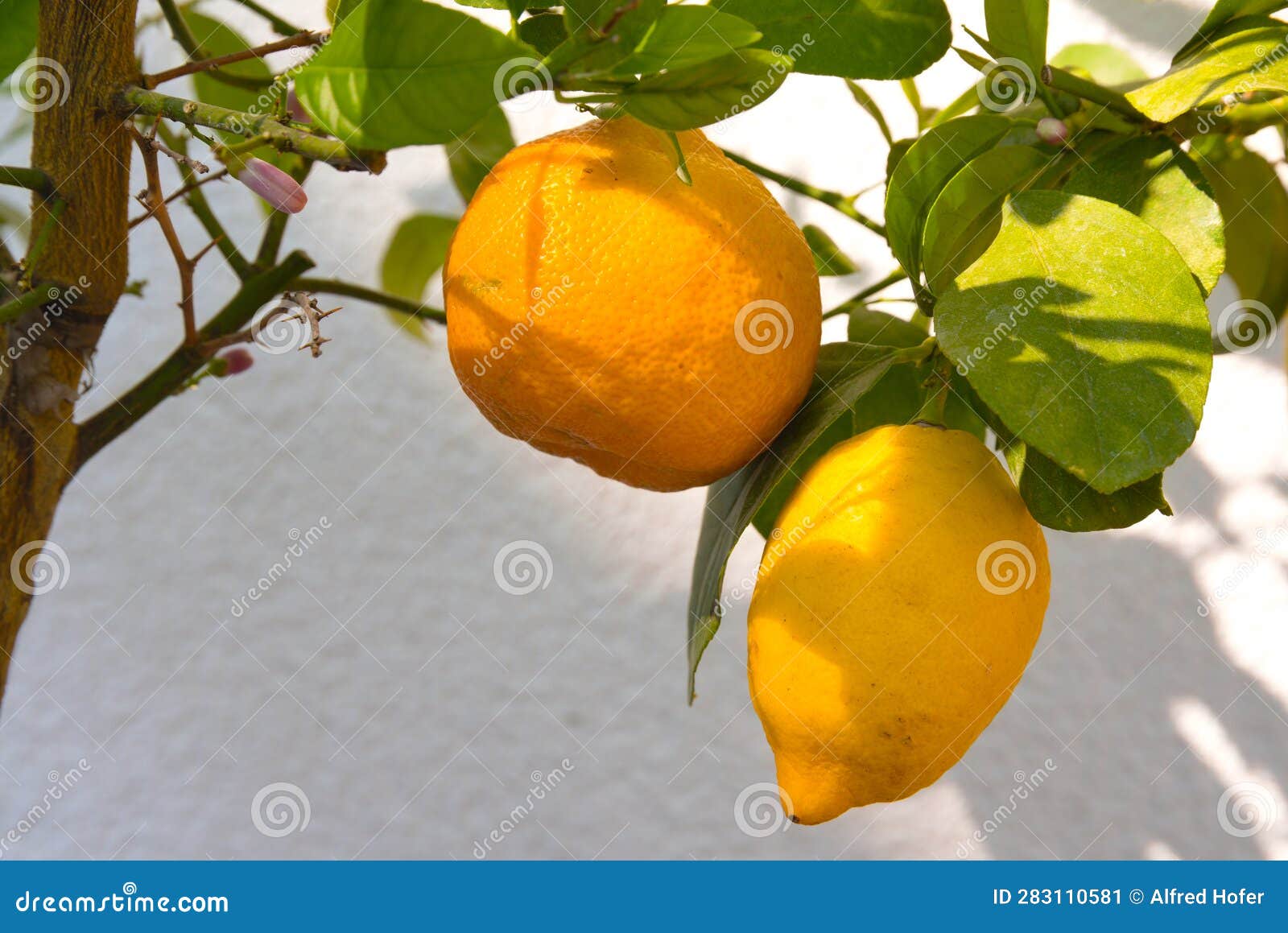 Orange and Lemon on the Tree Closeup Stock Image Image of tart