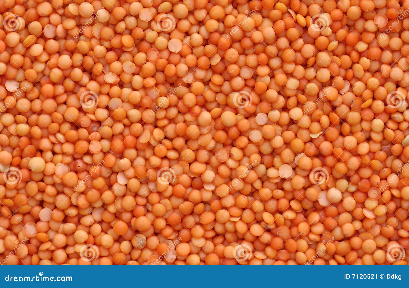 Orange lentils stock image. Image of sustainable, lentils 7120521