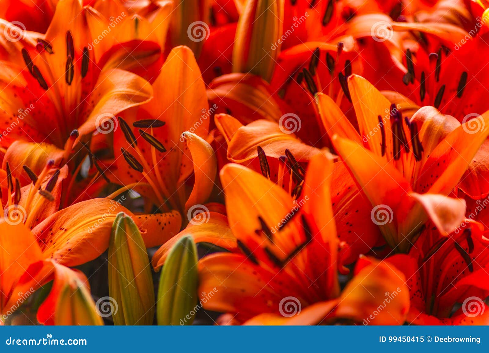 Orange Lilien stockbild. Bild von lilien, garten, botanik 99450415