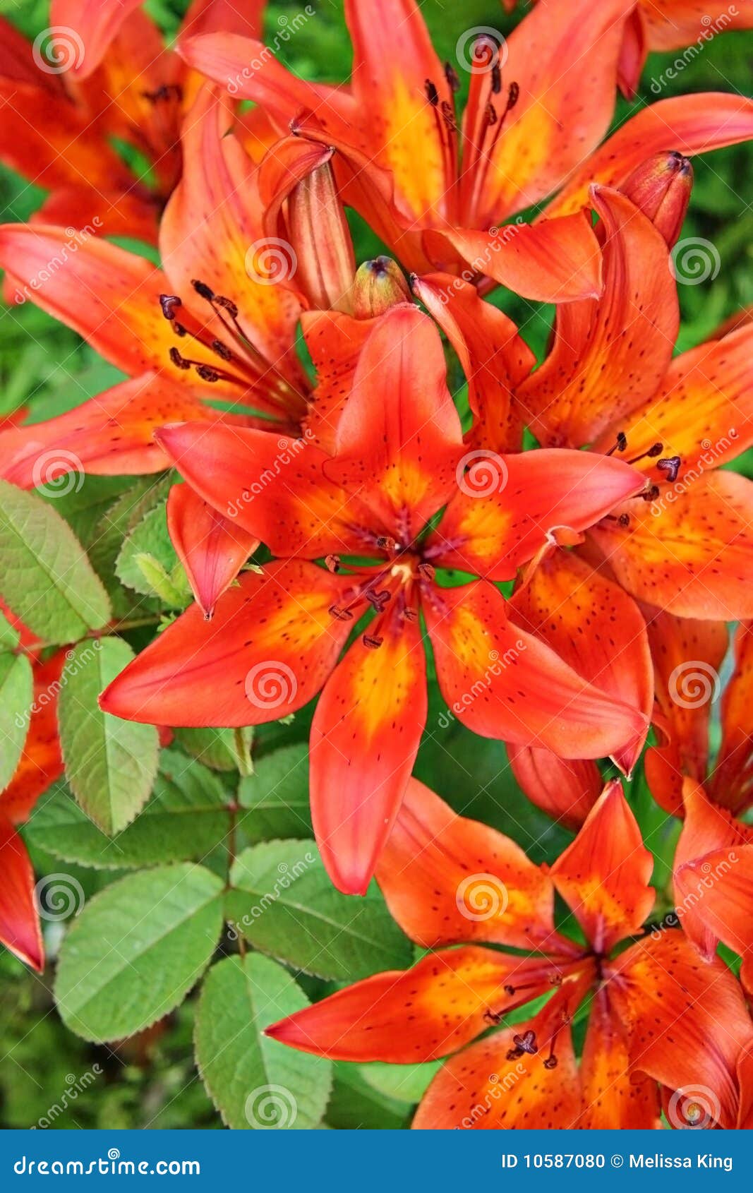 Orange lilies stock photo. Image of color, green, orange - 10587080