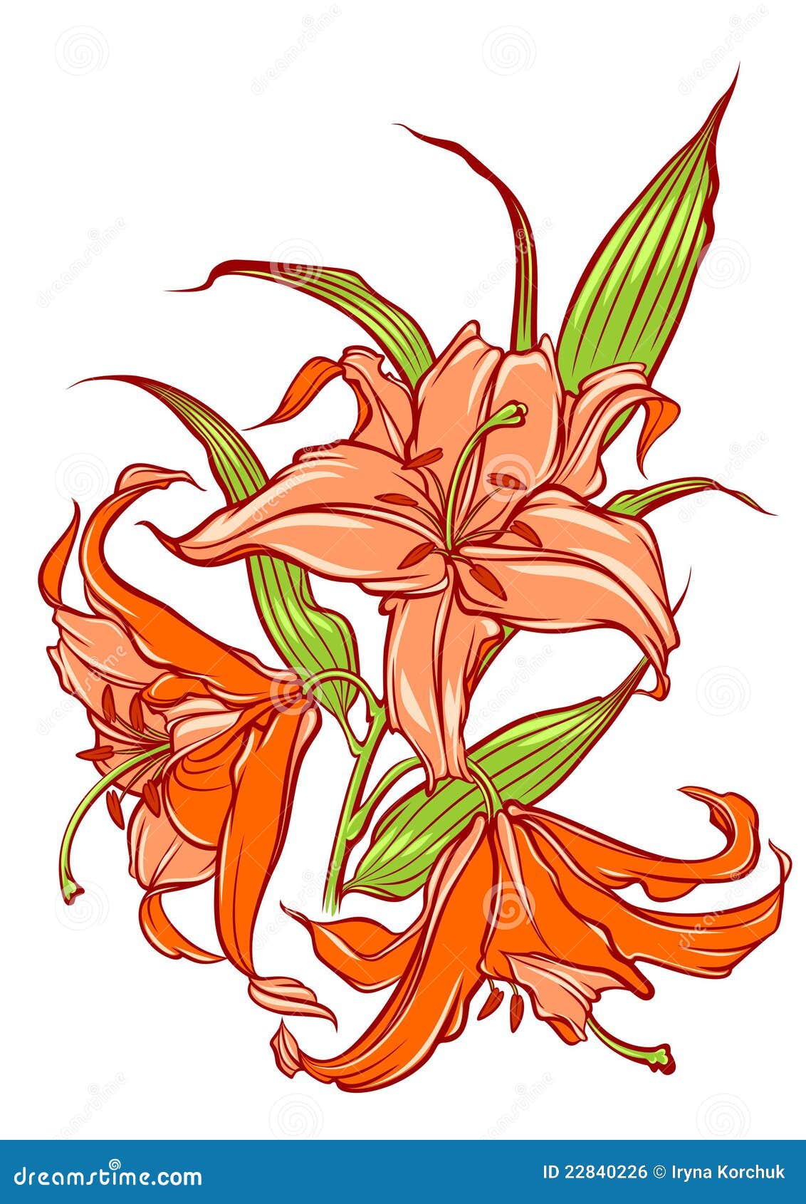 Orange lilies stock vector. Illustration of plant, vector 22840226