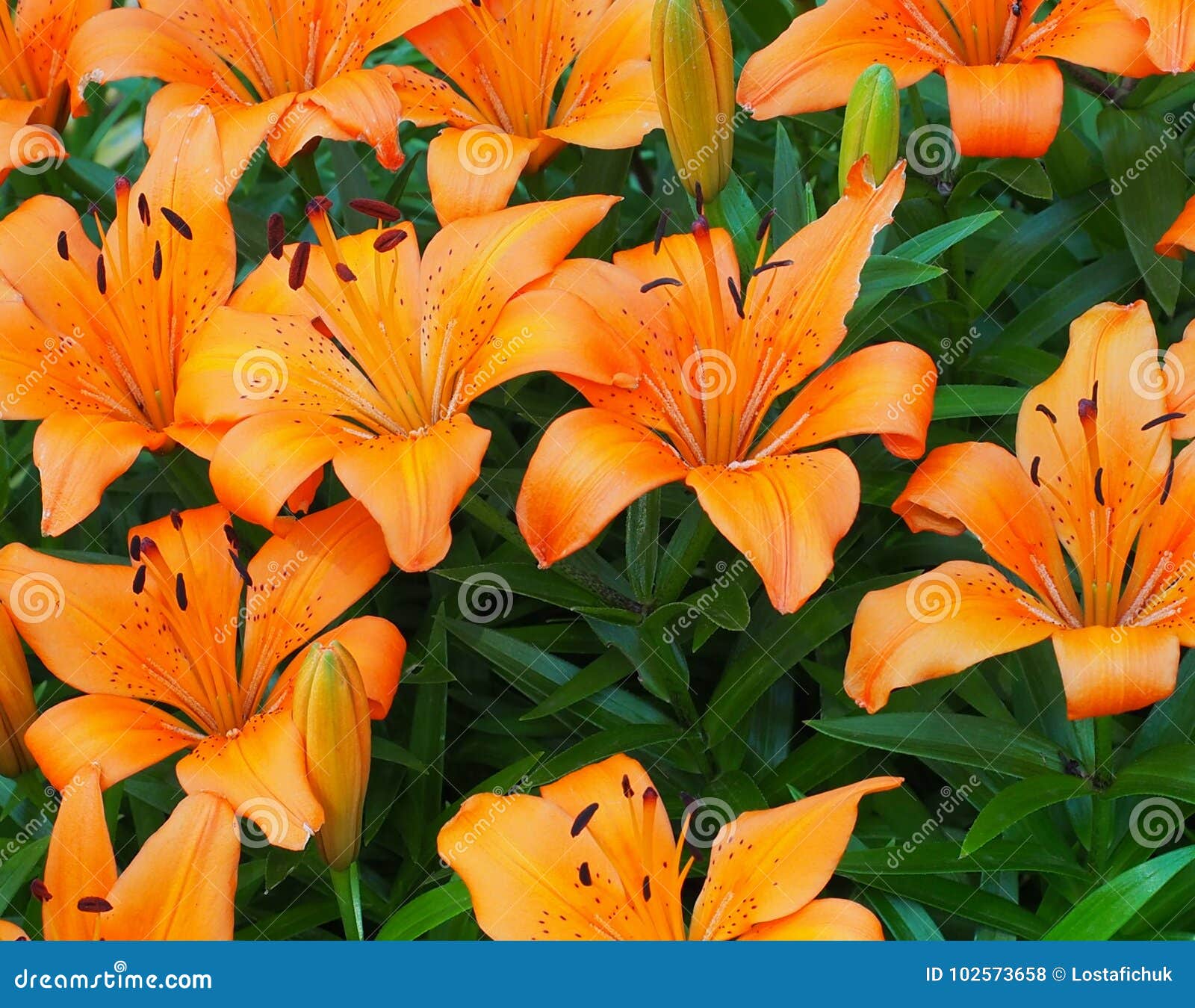 Orange Lilies in Bloom stock photo. Image of bloom, lilium 102573658