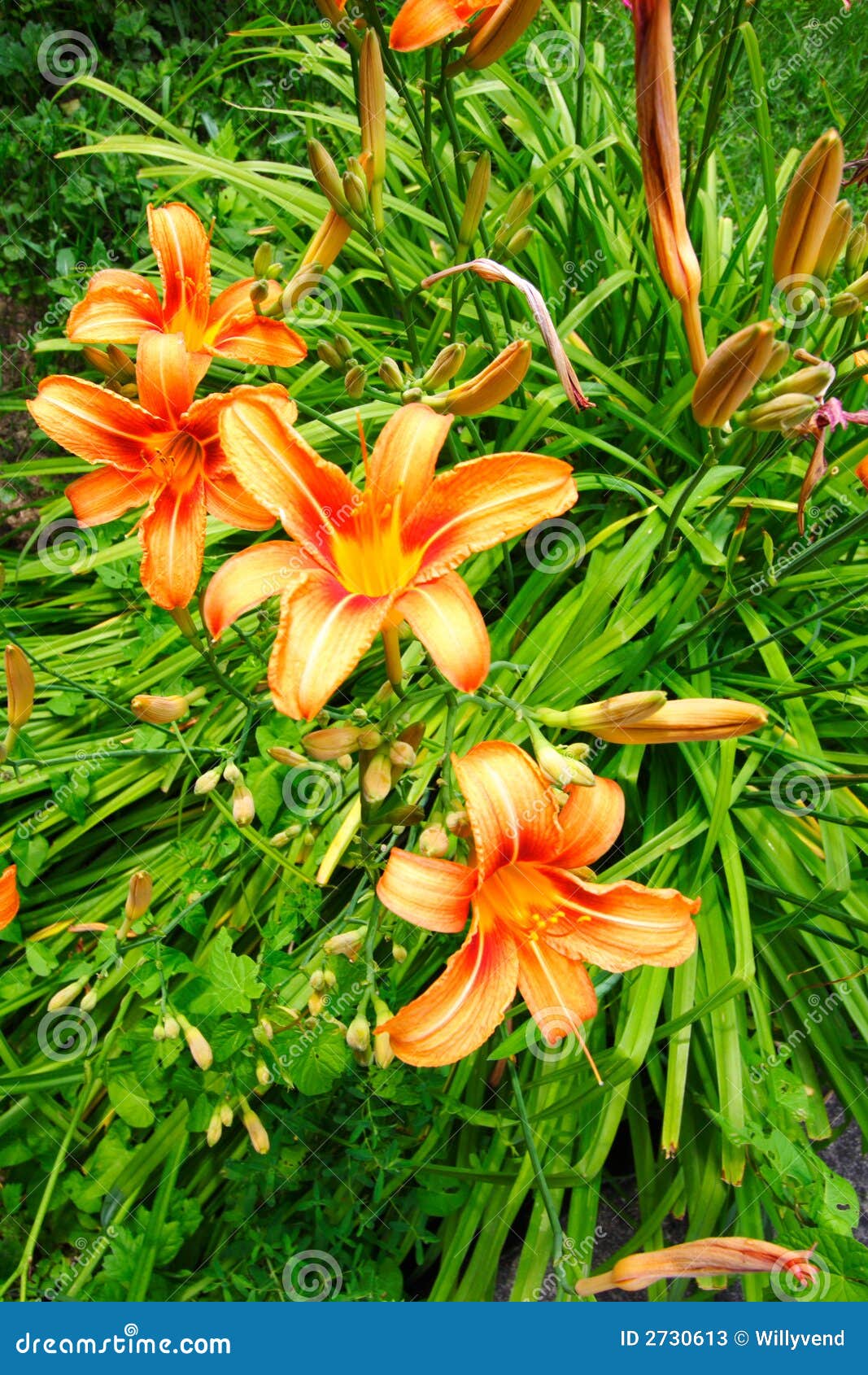 Orange Lillies in the Garden Stock Image Image of orange, flowers