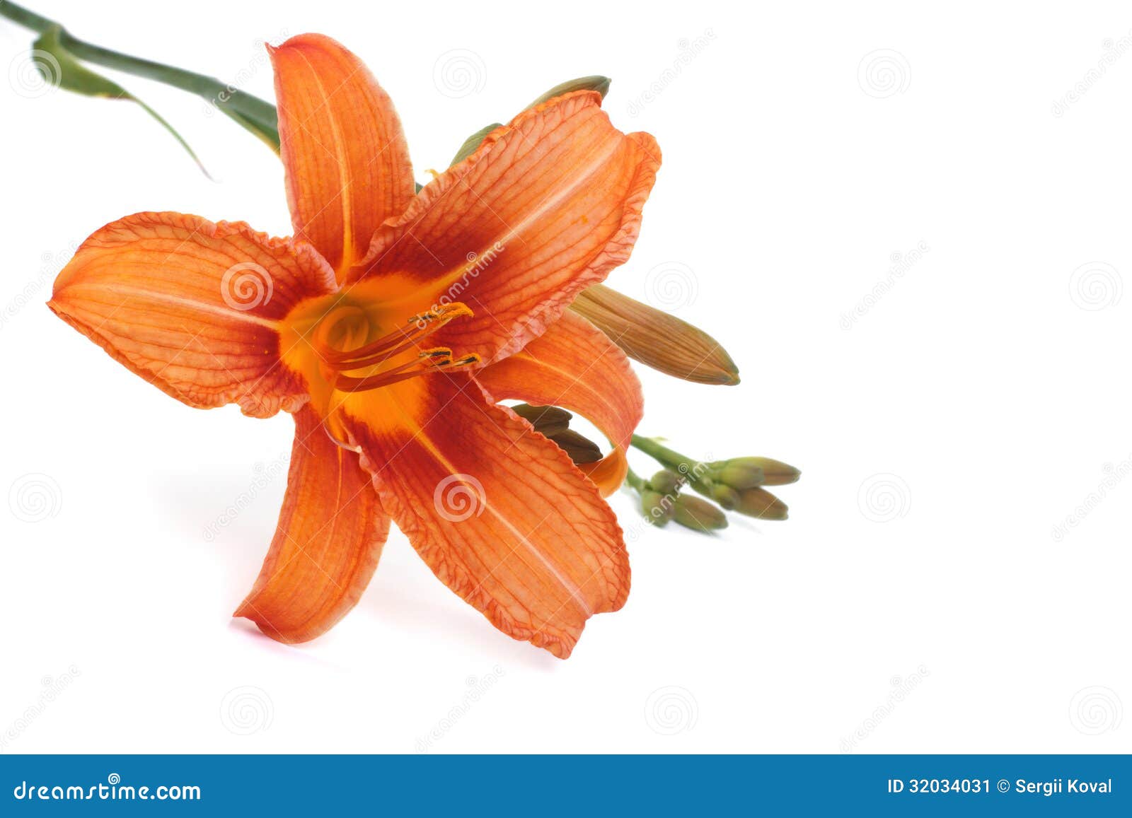 Orange lily flower isolated on white background. close-up