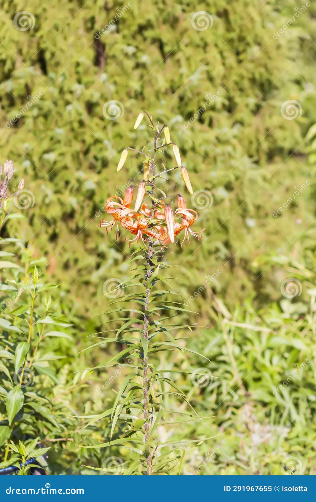 Orange Lily Flowers with Brown Spots Stock Image Image of pink