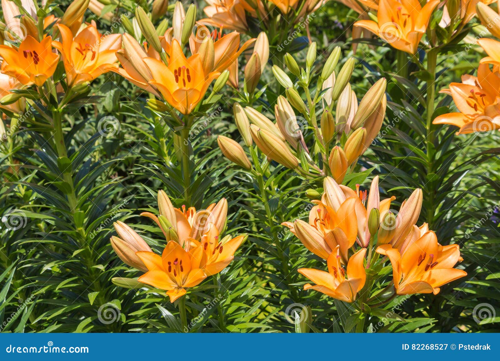 orange lily flowers in garden stock image - image of plant, flowers