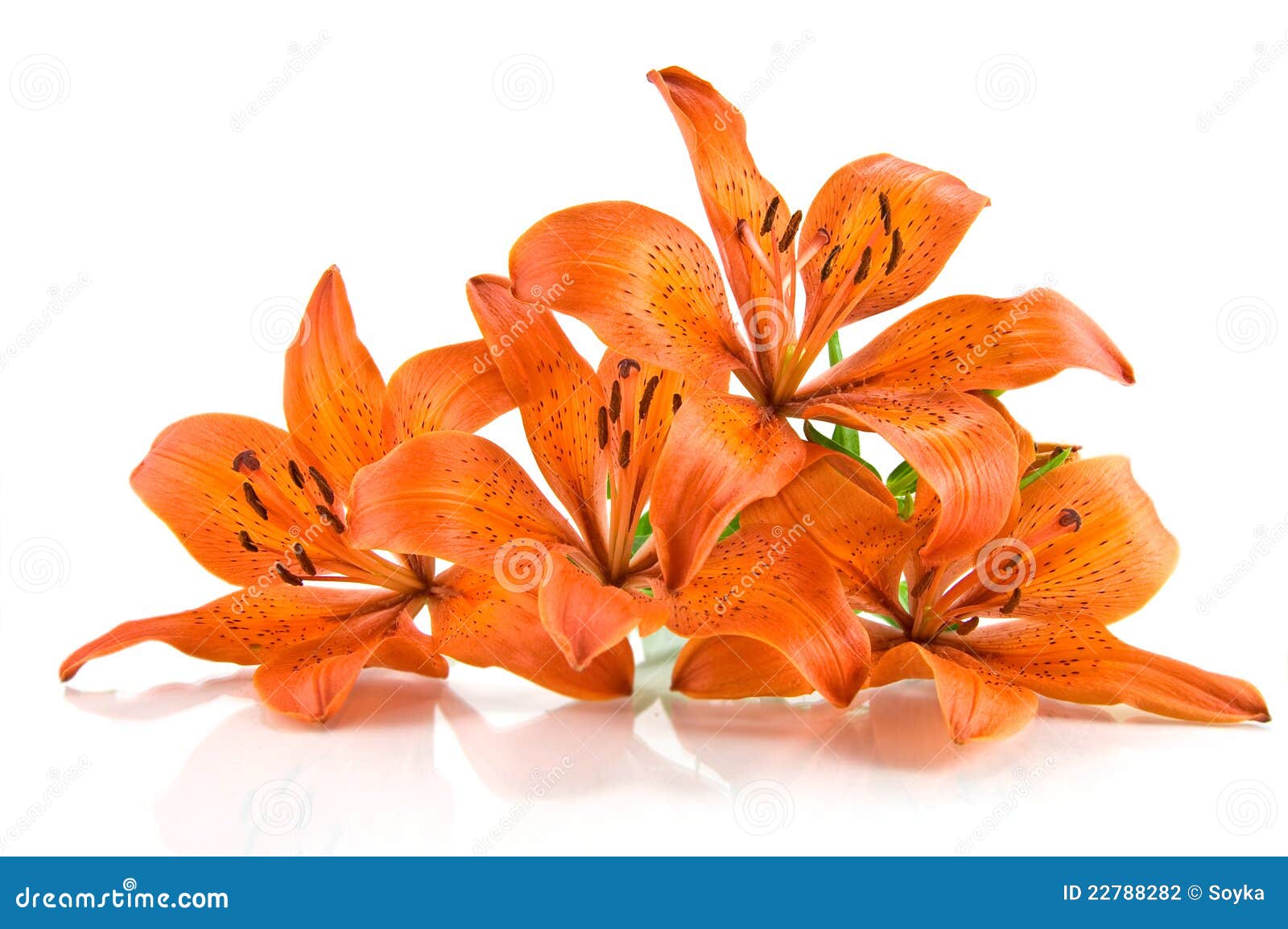 Orange Lily On White Background Stock Photo - Image of lily, macro ...