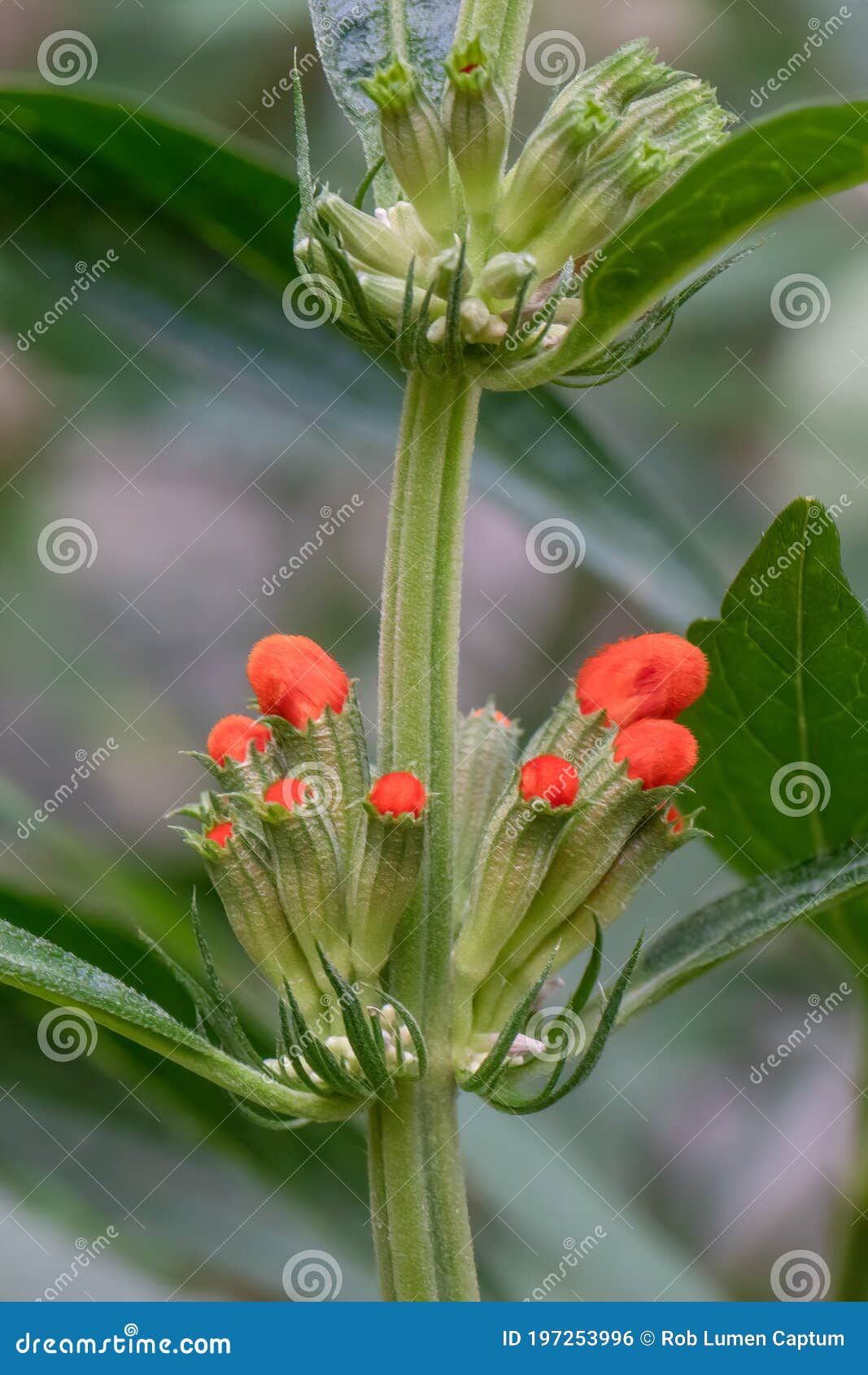 orange lion`s tail, leonotis leonurus, just opening