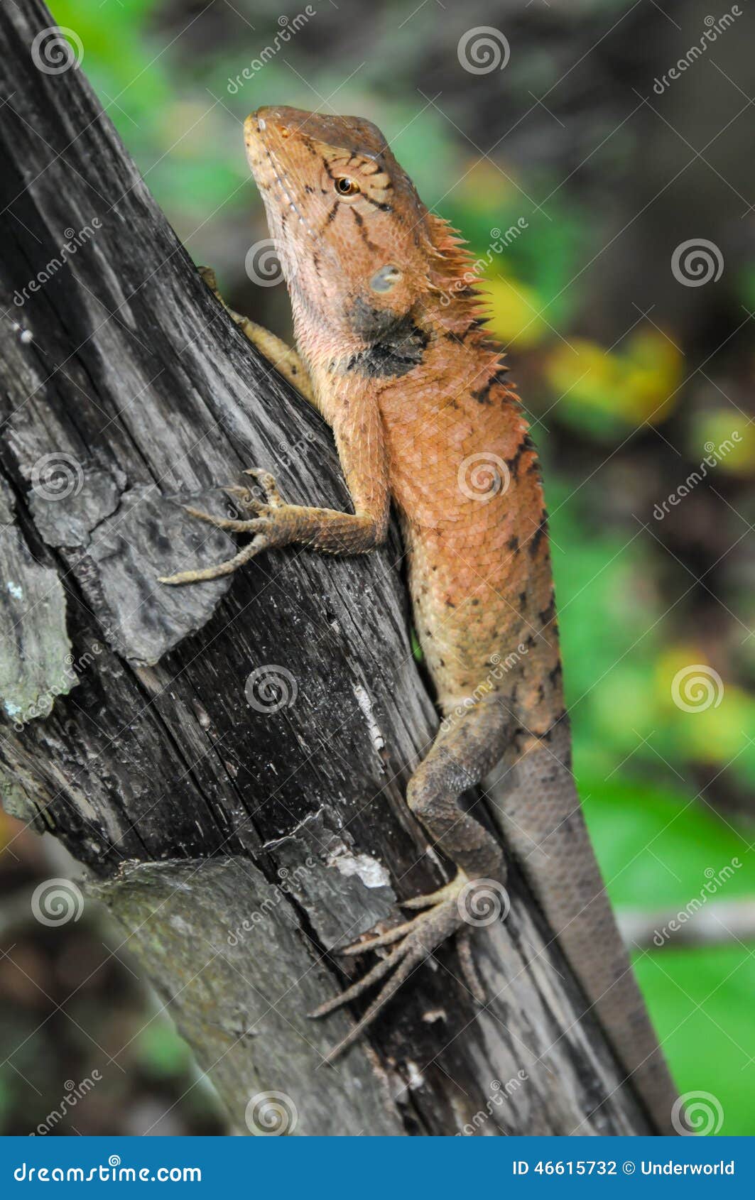 Orange Lizard stock photo. Image of colorful, color, cute - 46615732