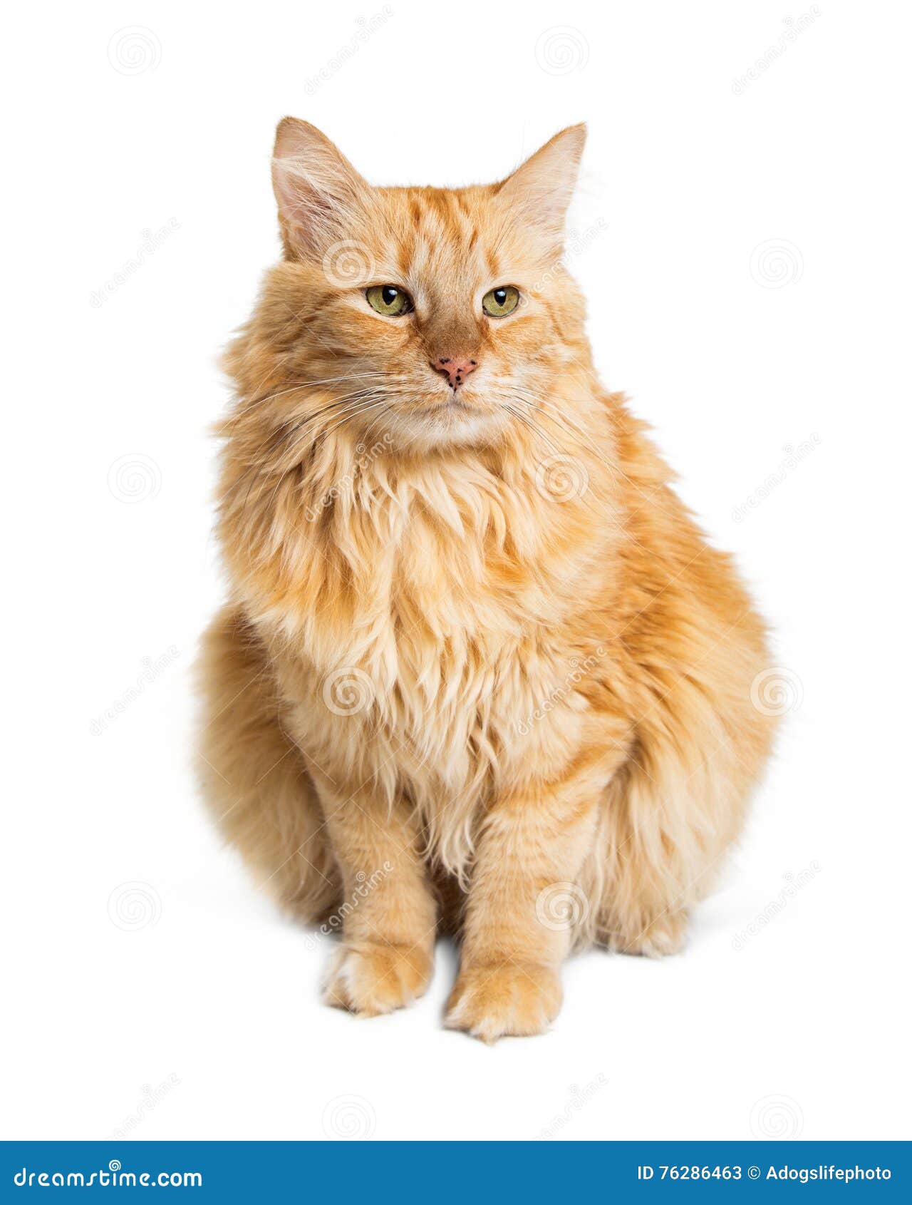 Orange Longhair Cat Green Eyes Stock Image - Image of animal, green:  76286463