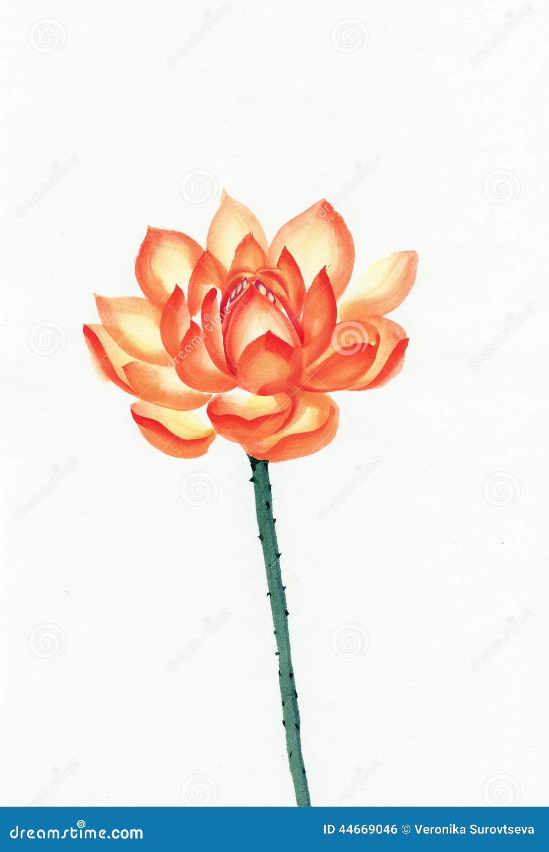 Orange Lotus Flower Watercolor Painting Stock Illustration