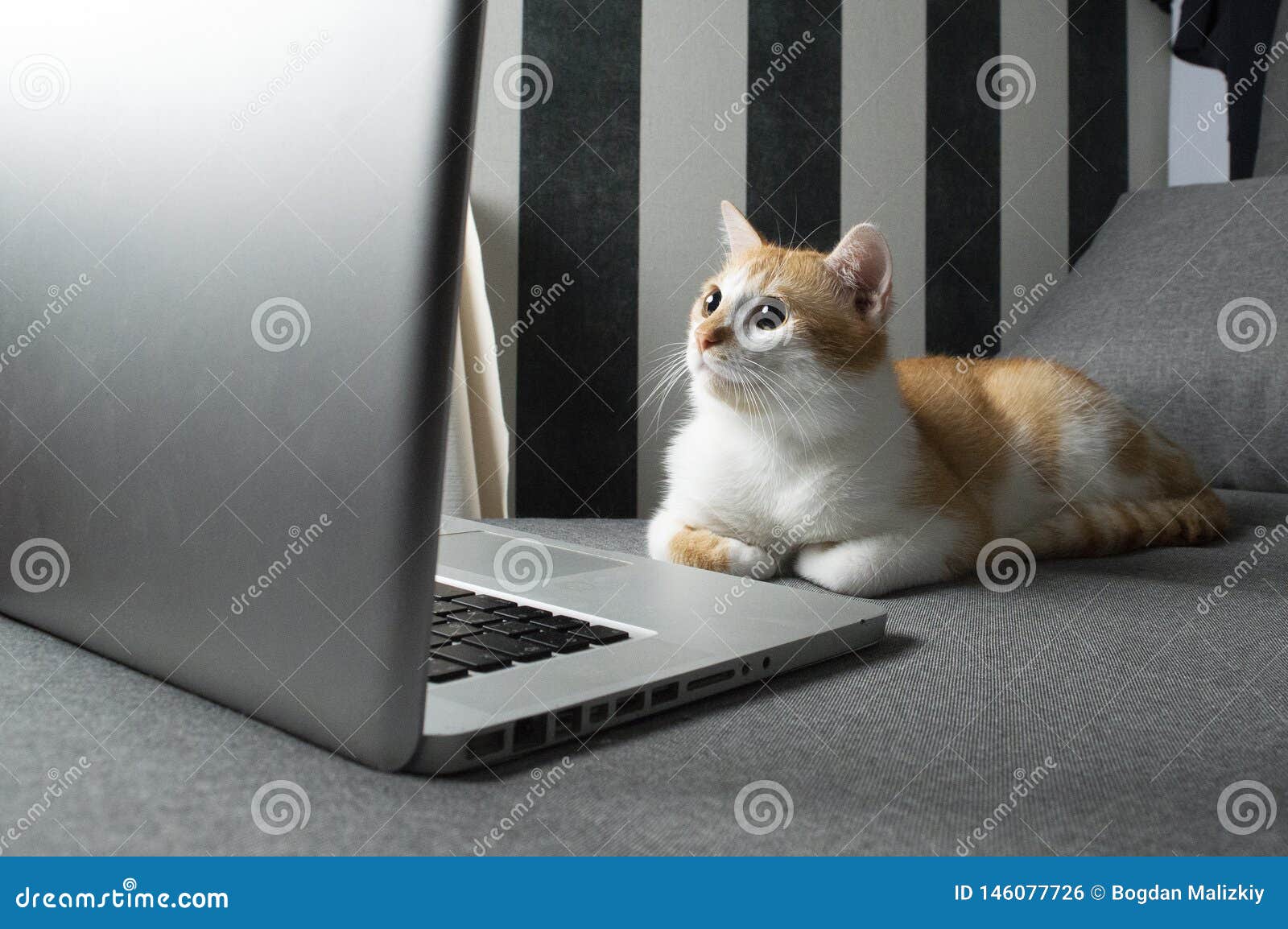 Orange Lustige Katze Die Nahe Dem Laptop Sitzt Stockfoto Bild Von Katze Lustige