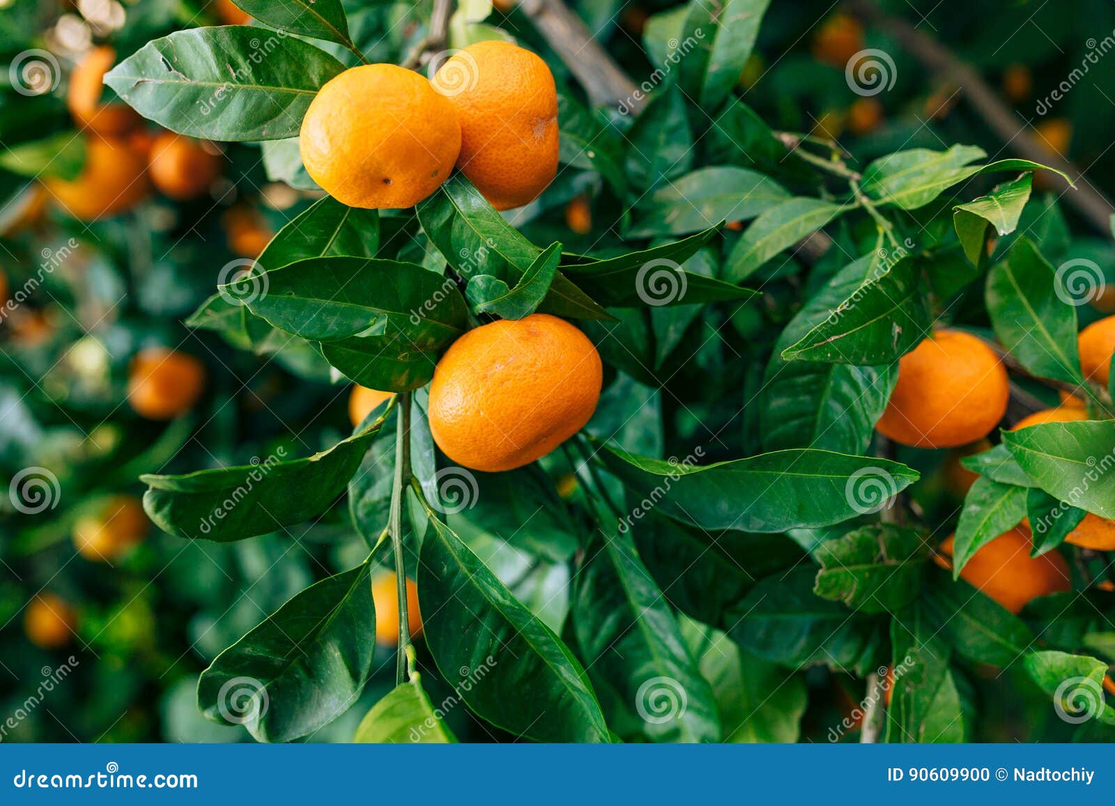 orange mandarin on the tree. ripe tangerine. montenegrin mandari