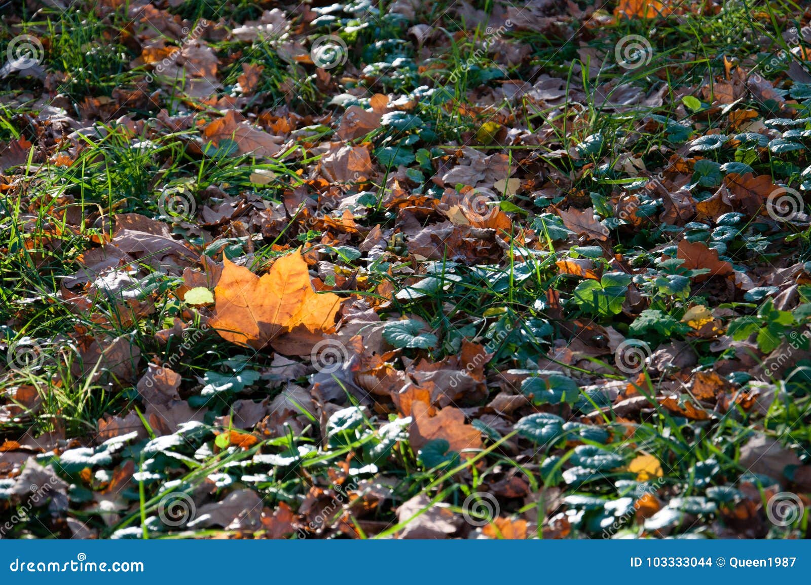 orange maple leaf on green grass