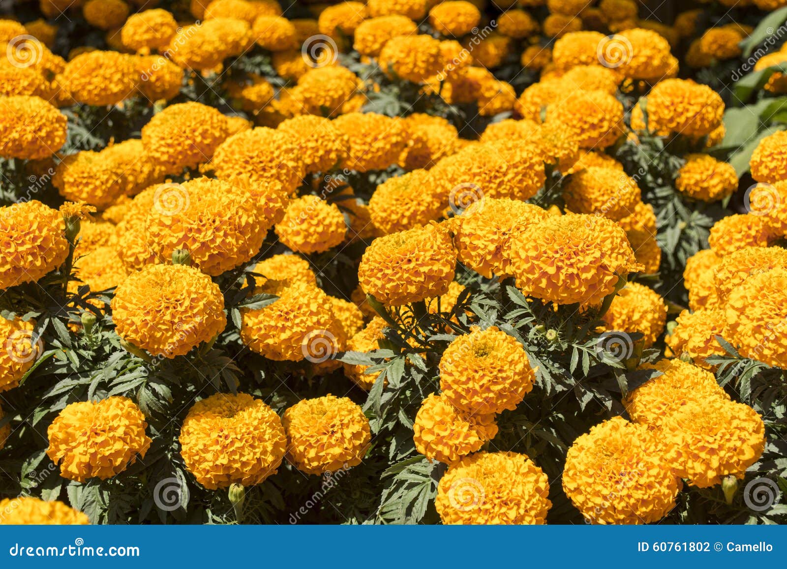 Orange Marigold - Cempasuchil Flower Stock Photo - Image of bloom, detail:  60761802