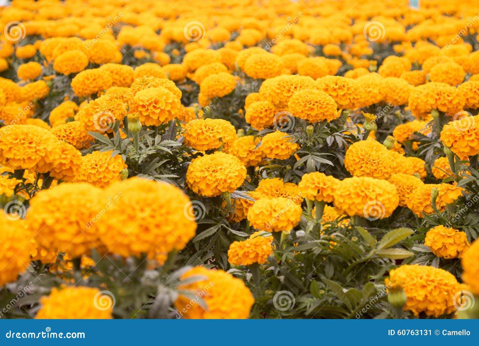 Orange Marigold - Cempasuchil Flower Stock Image - Image of bloom, flora:  60763131