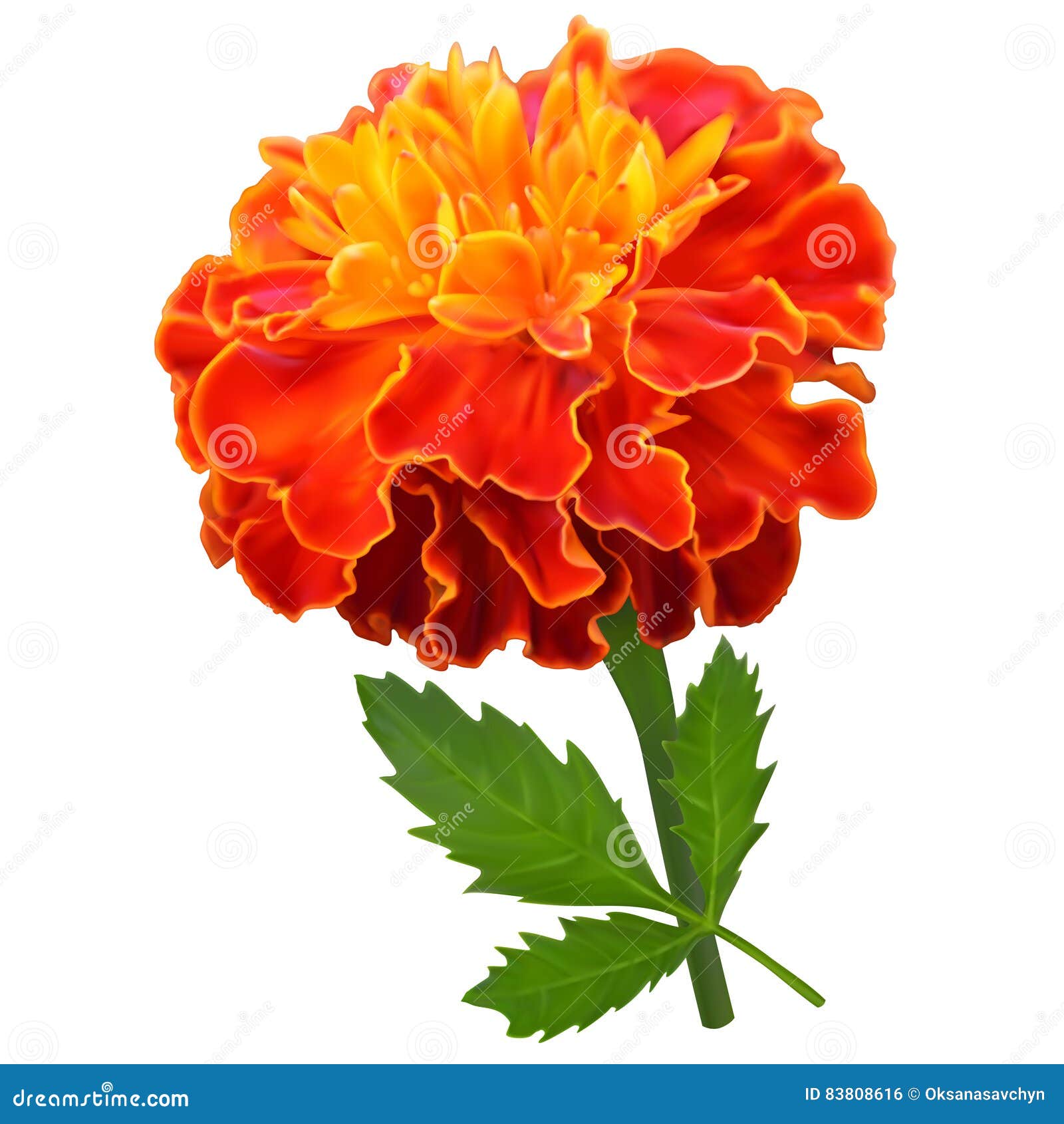 orange marigold flower