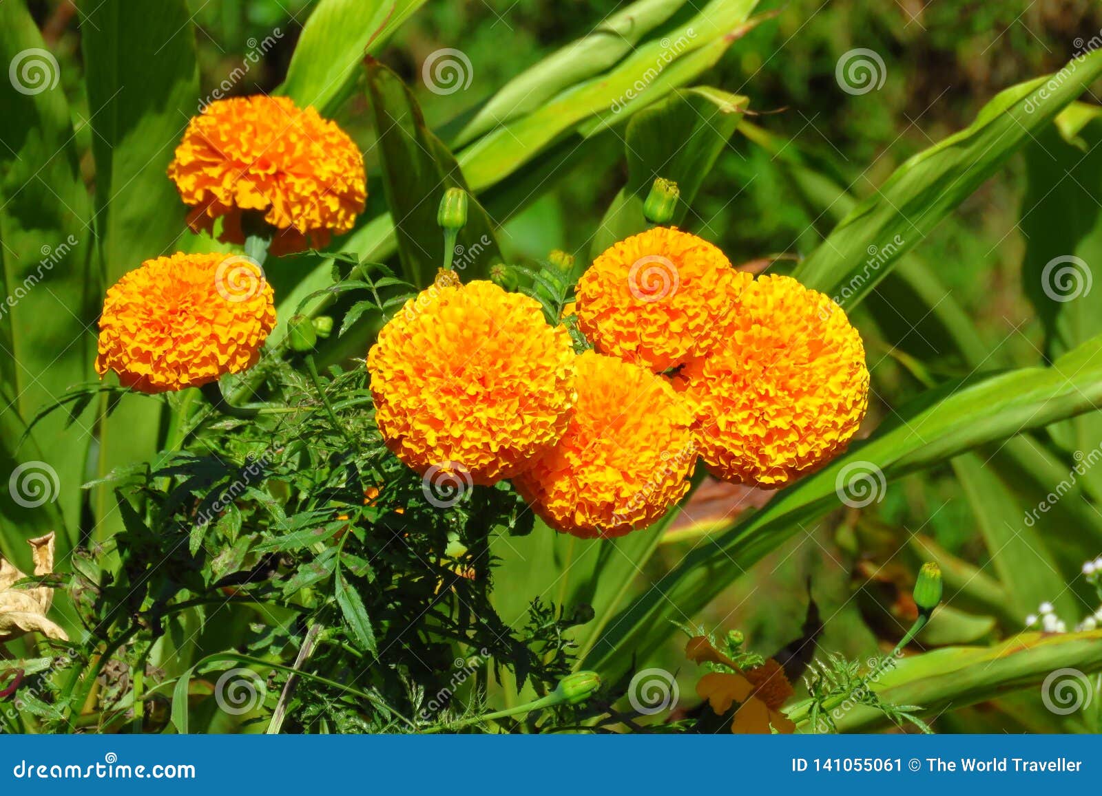 Orange Marigold Flowers Blooming in the Field, Nepal Stock Image ...