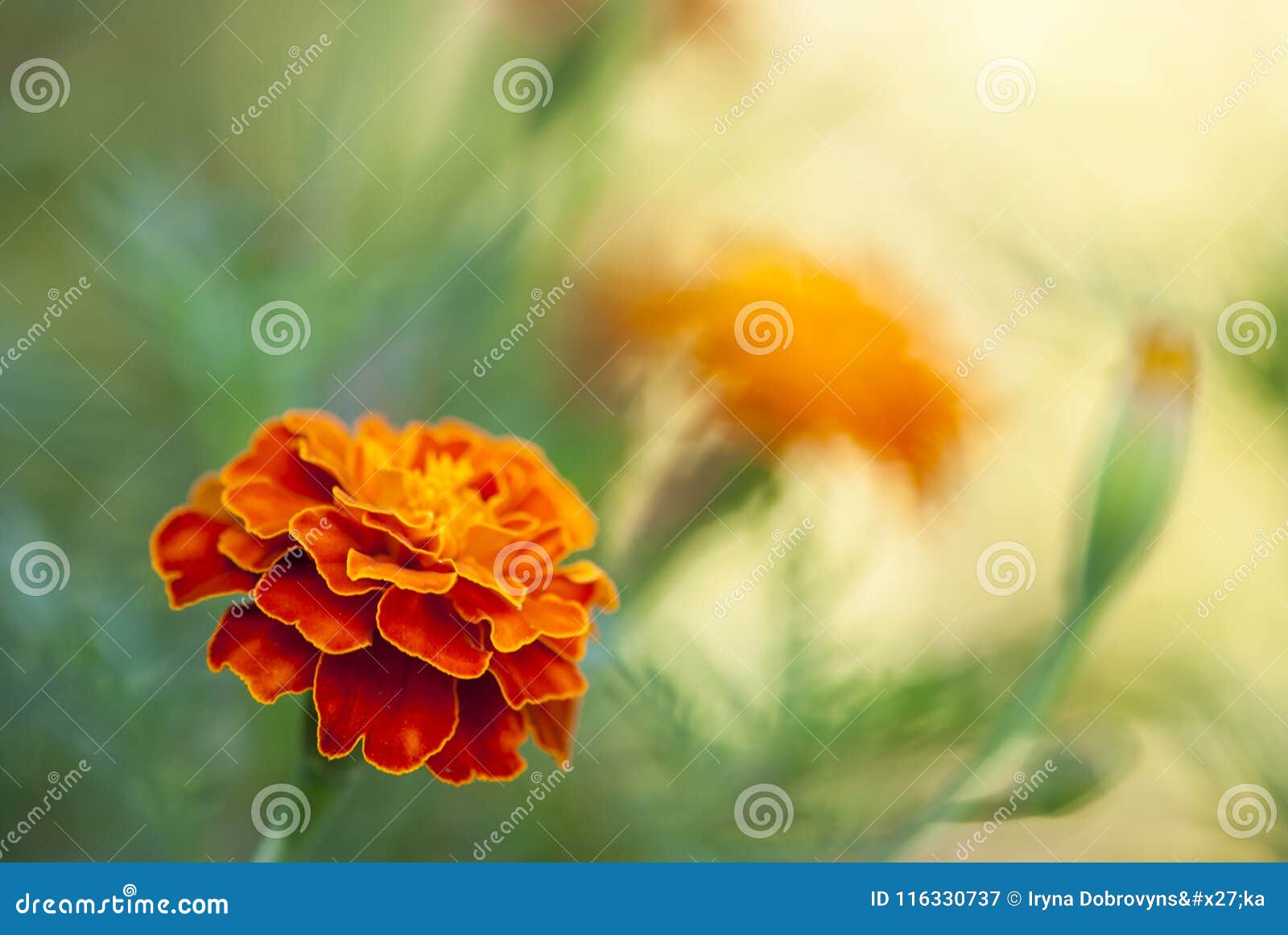 Marigold flowers background.
