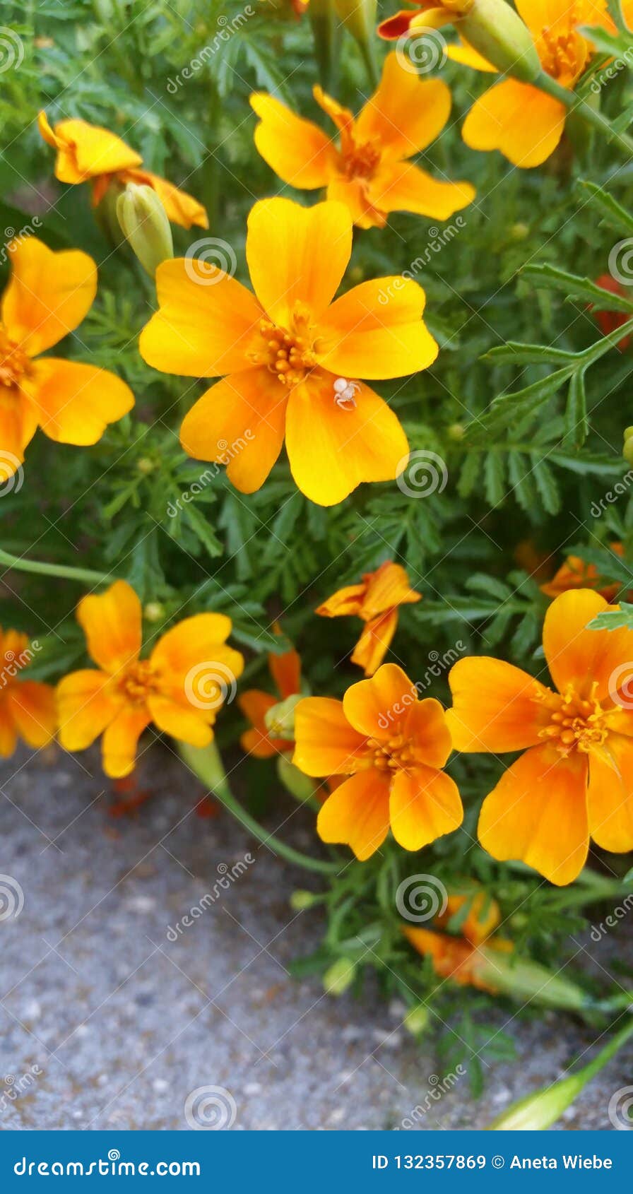 Orange marigold stock image. Image of orange, marigold - 132357869