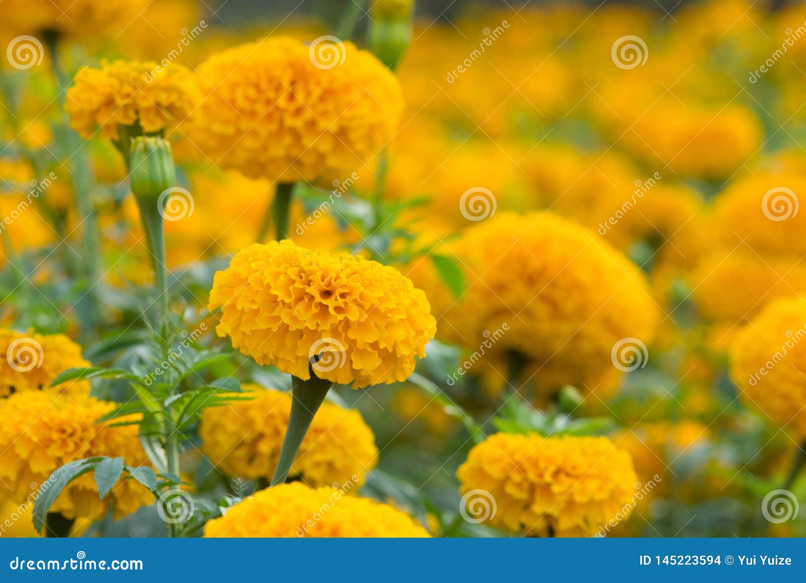 Orange Marigolds flower stock photo. Image of bright - 145223594