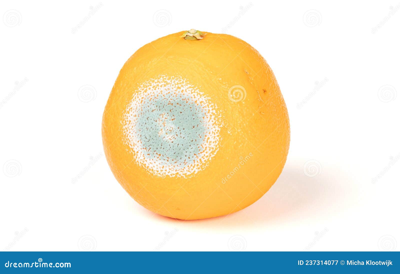 Orange with mold stock image. Image of nature, mold 237314077