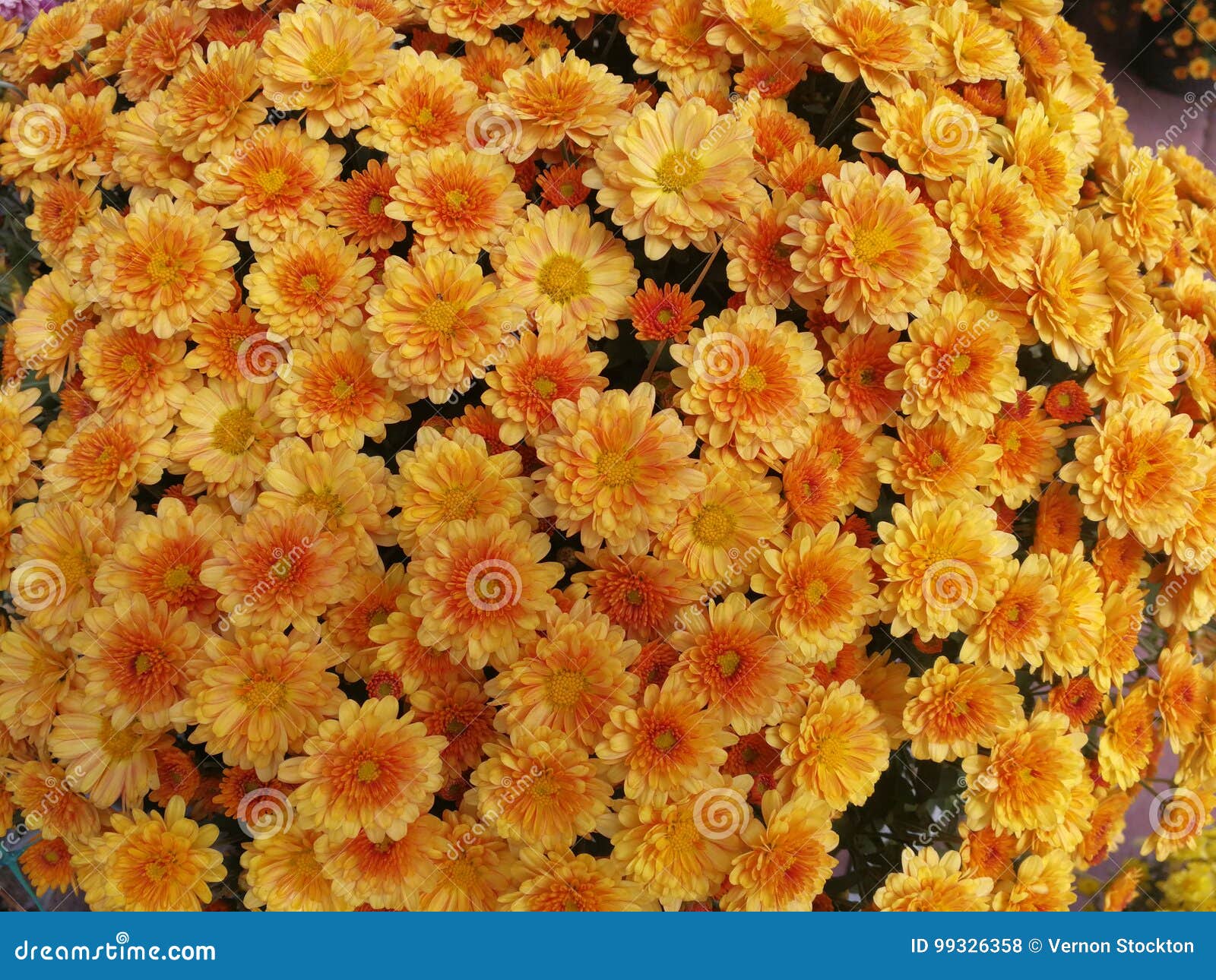 Orange and yellow mums stock photo. Image of yellow, orange 99326358