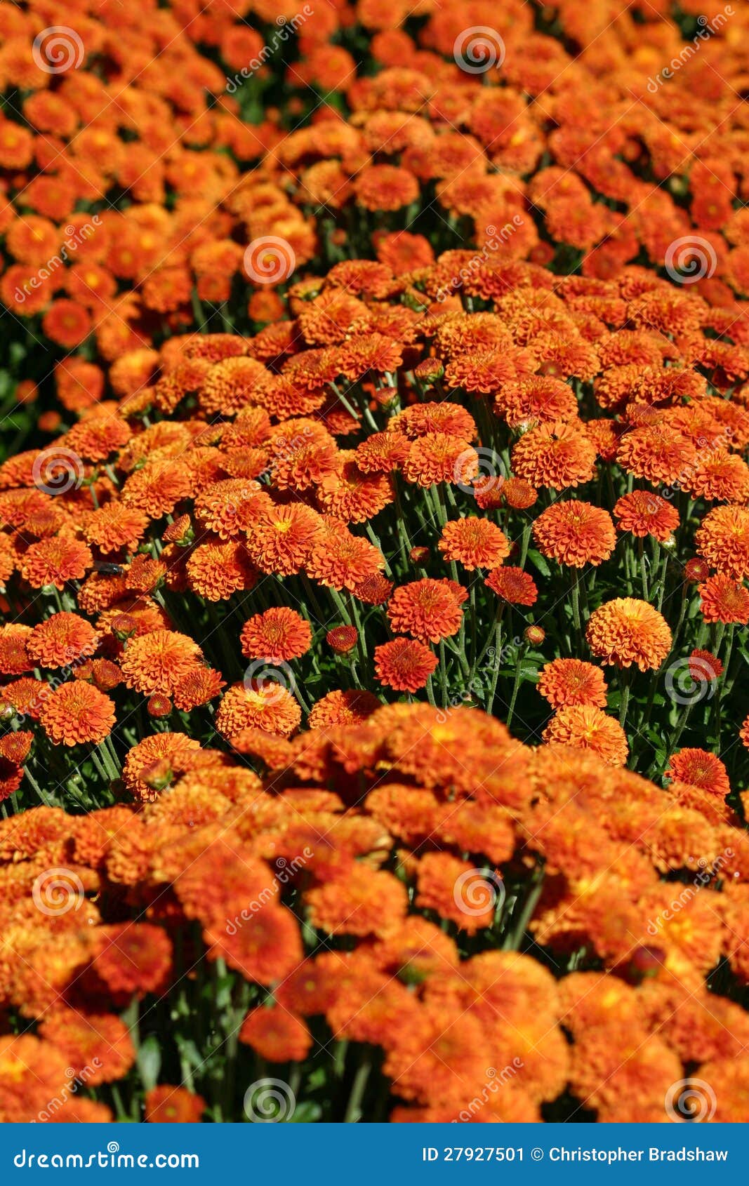 Orange Mums stock image. Image of bright, plant, blossom 27927501