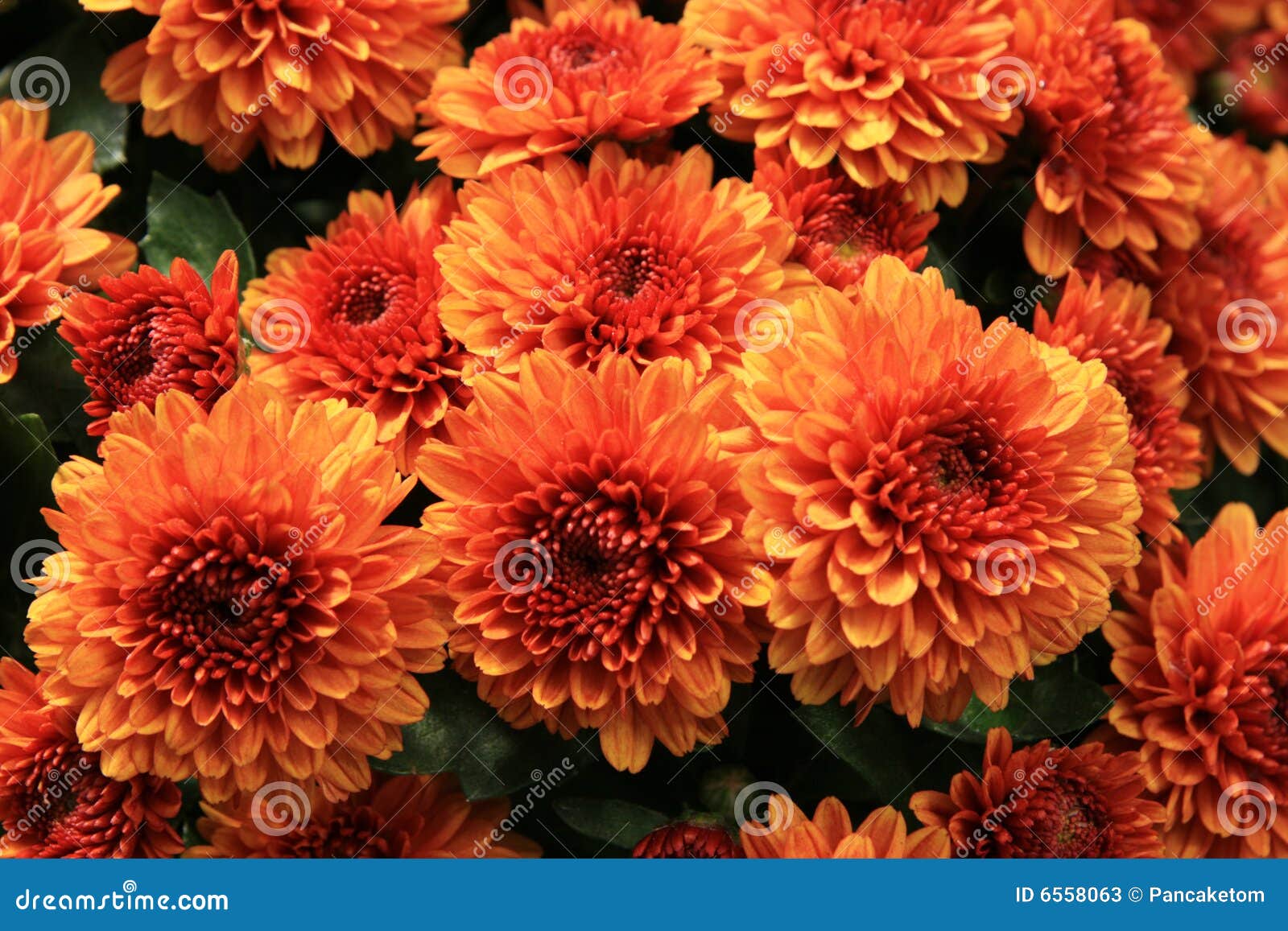 Orange mums stock image. Image of colorful, flowers, bright 6558063