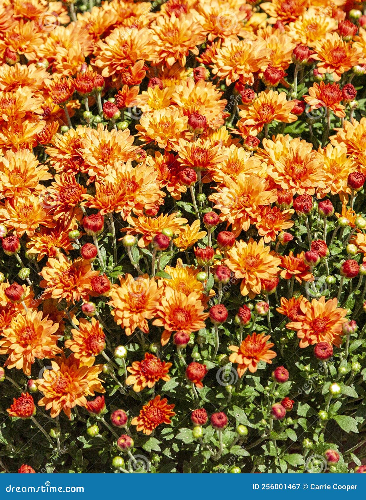 Orange Mums stock image. Image of mums, flora, fall 256001467