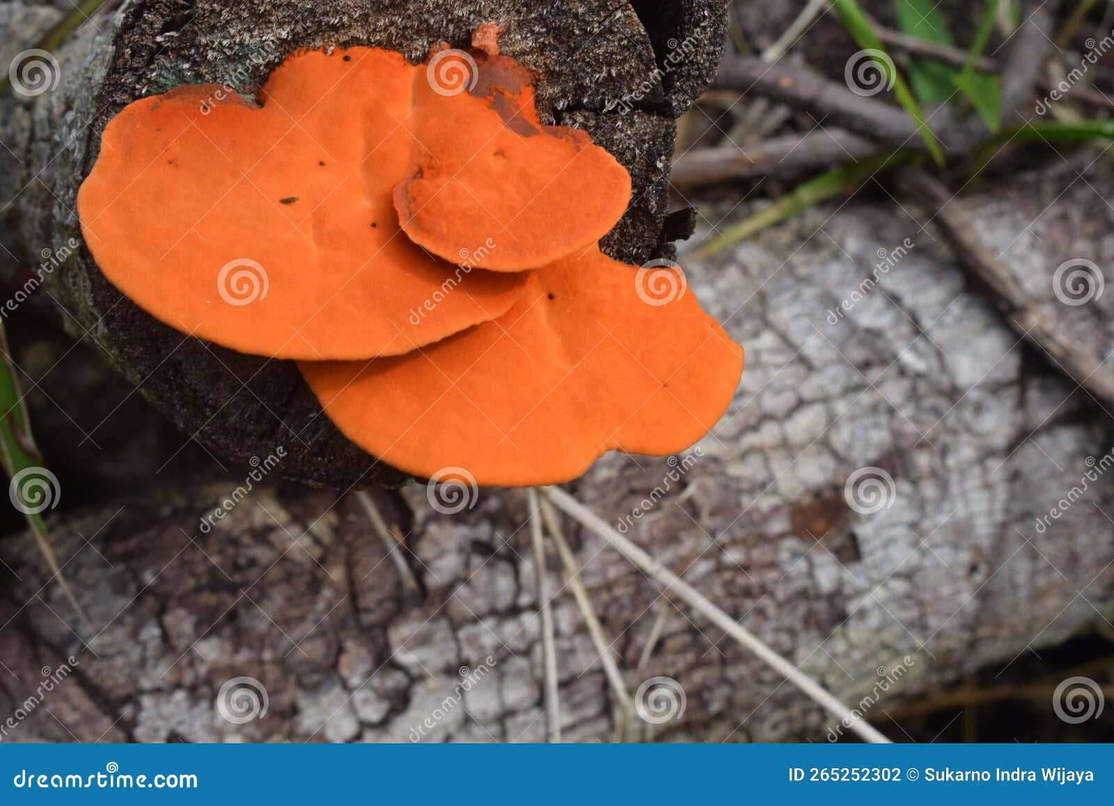 An Orange Mushroom Growing on a Fallen Log Stock Photo Image of garden, leaf 265252302
