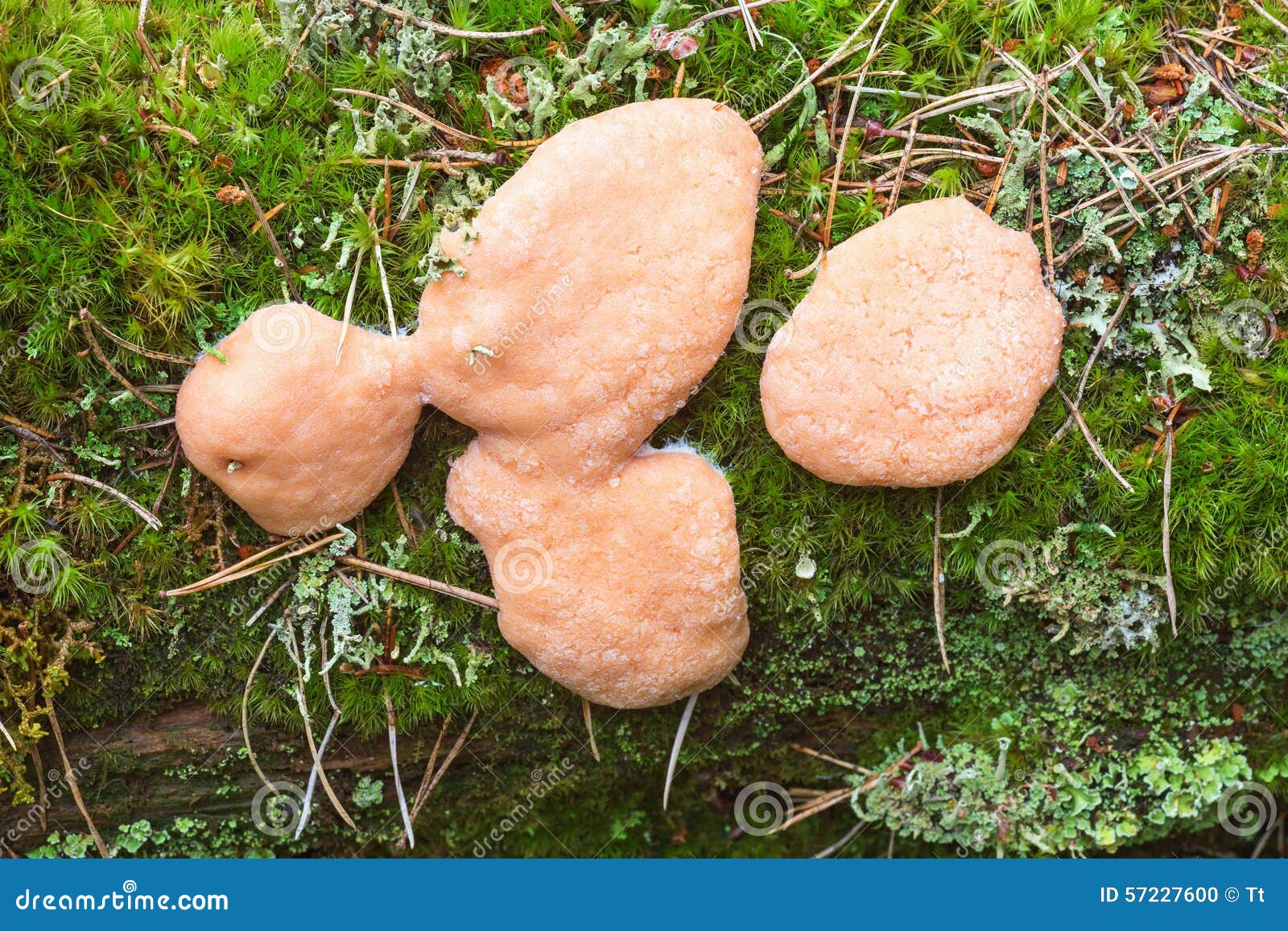 Orange Mushroom Growing on a Log Stock Photo Image of close, wooden 57227600