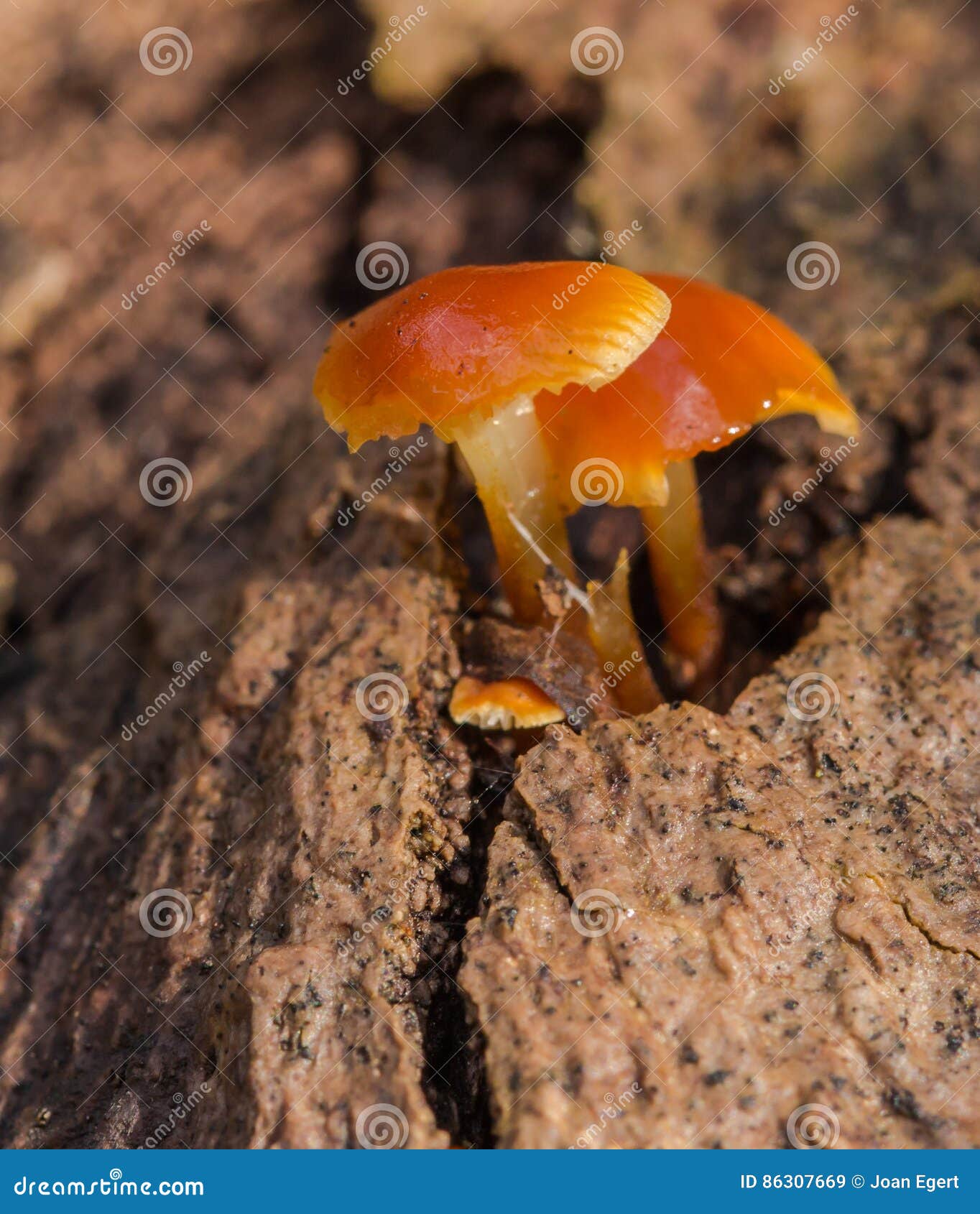 Orange Mushroom on Log Macro Stock Image Image of fungi, fresh 86307669