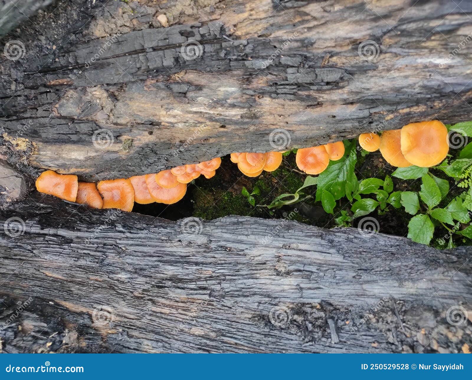 The Orange Mushroom on the Dead Tree. Stock Photo Image of dead, orange 250529528
