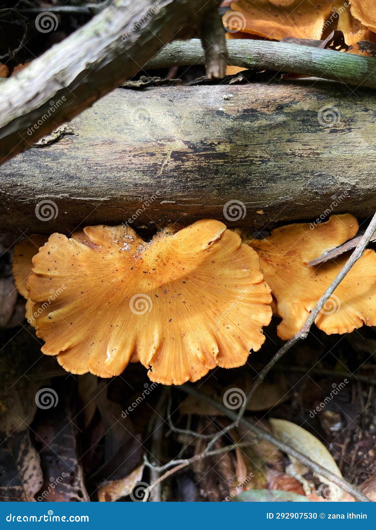 Orange mushrooms stock photo. Image of growing, orange 292907530