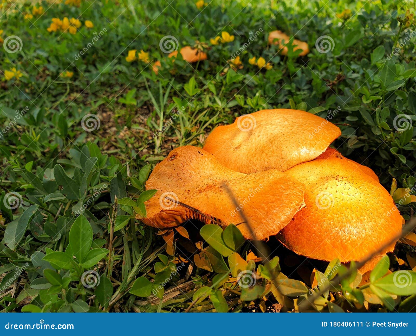 Orange Mushrooms Growing in the Garden Stock Image Image of plant