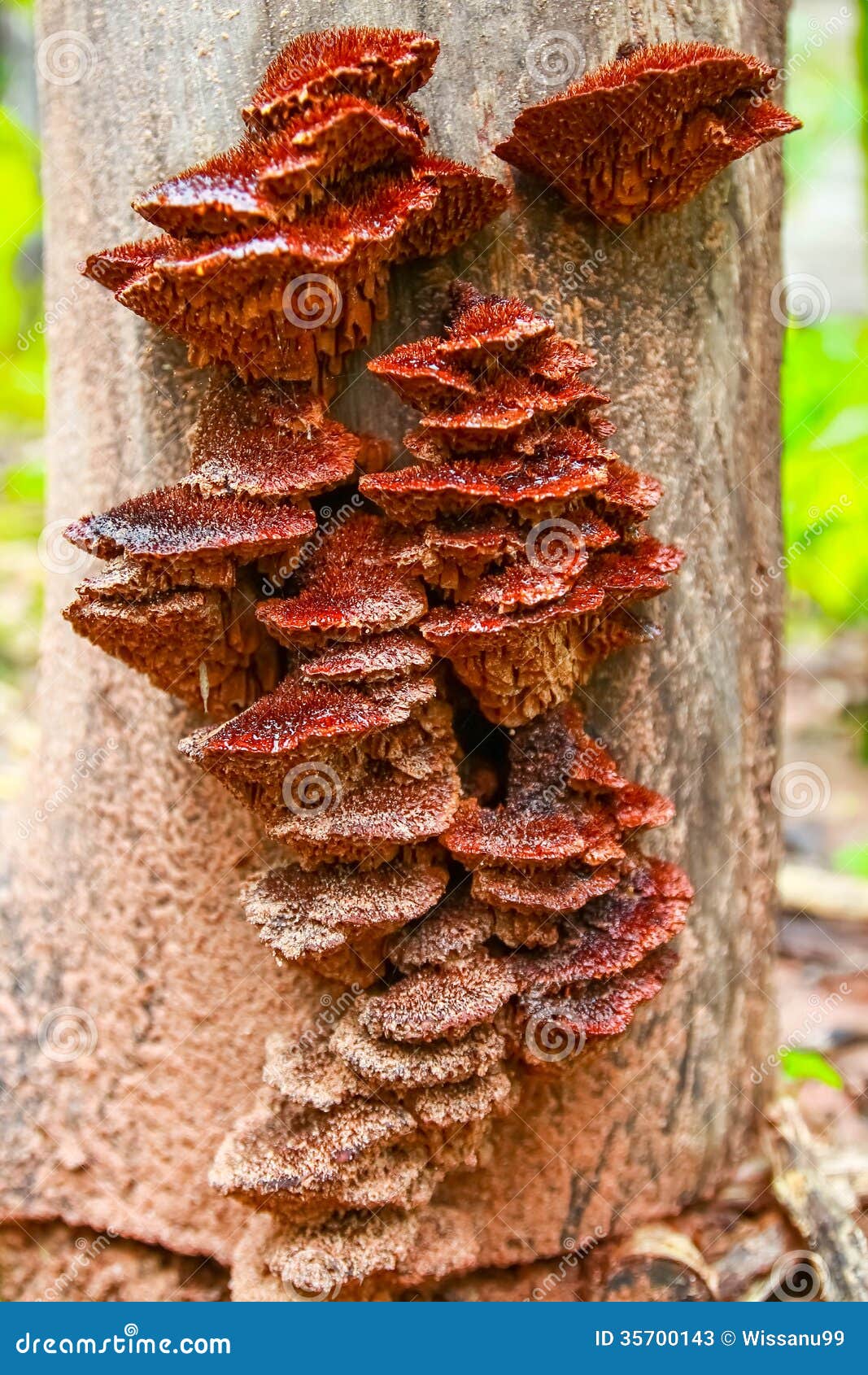 The Orange Mushrooms on Logs. Stock Image Image of green, moss 35700143