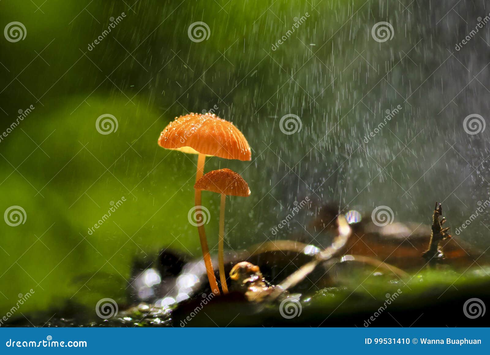Orange Mushrooms, Marasmius Siccus Stock Photo Image of fungi, nature
