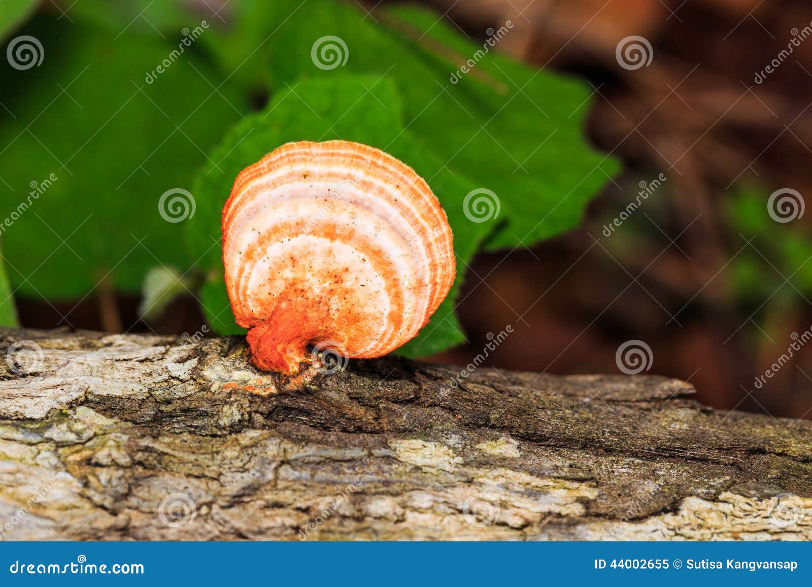 Orange Mushroon Growing on Timber Stock Image Image of young, nature