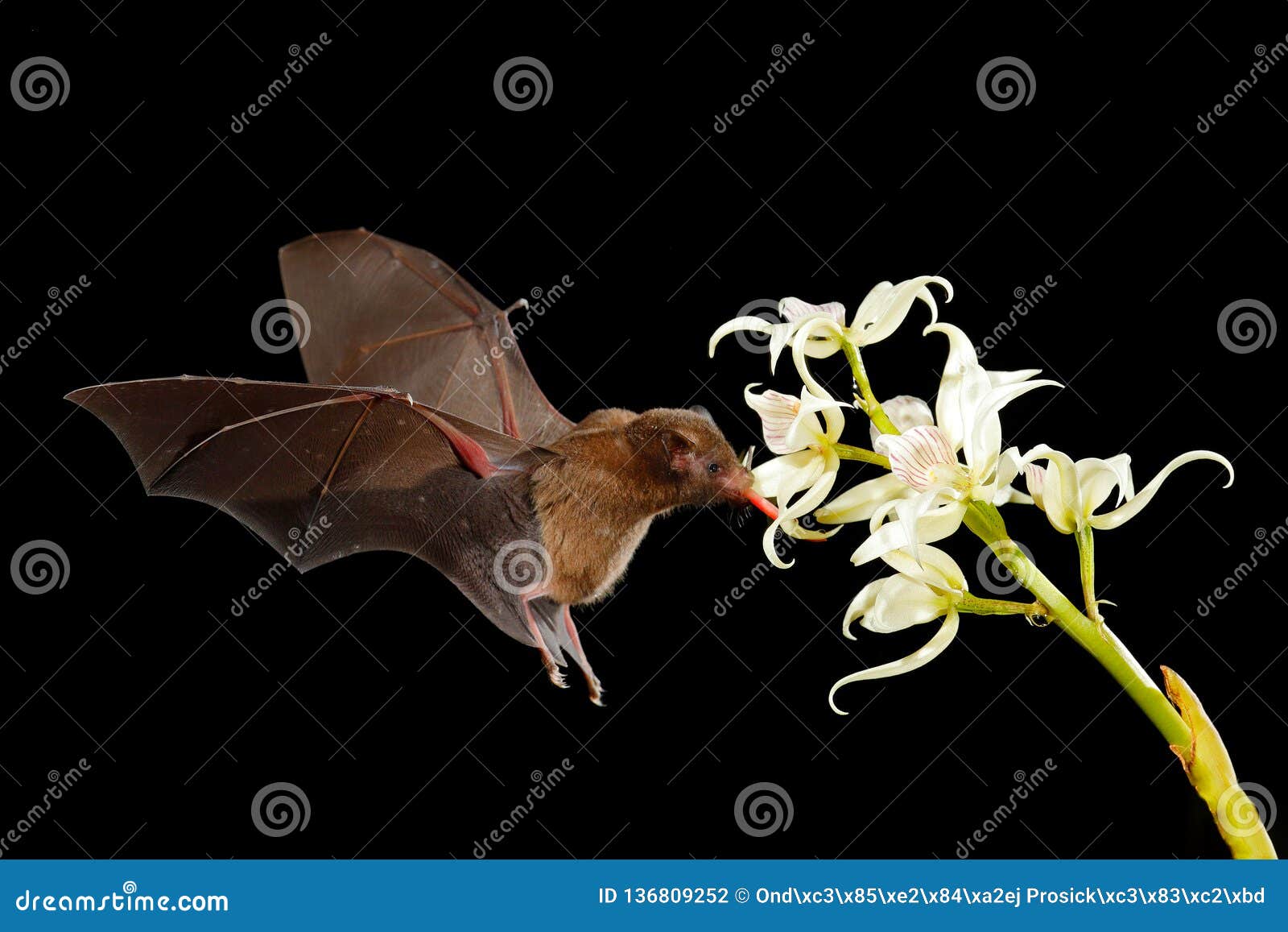 orange nectar bat, lonchophylla robusta, flying bat in dark night. nocturnal animal in flight with white orchid flower. wildlife