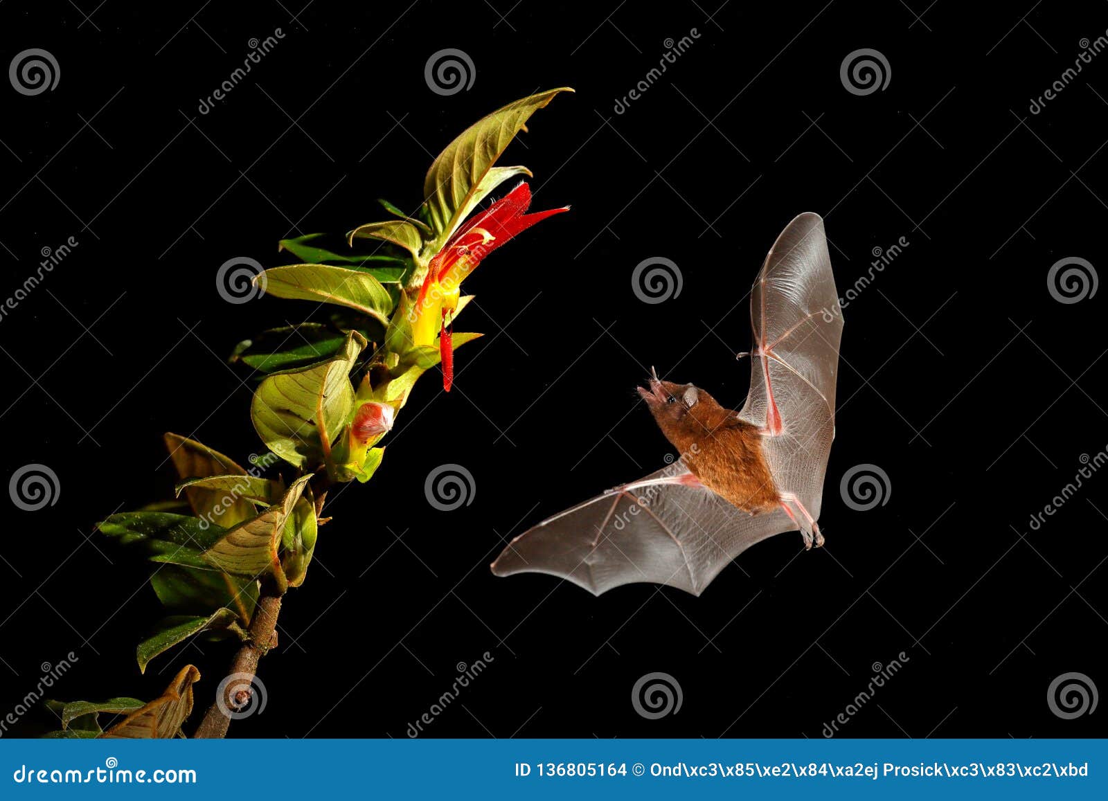 orange nectar bat, lonchophylla robusta, flying bat in dark night. nocturnal animal in flight with yellow feed flower. wildlife