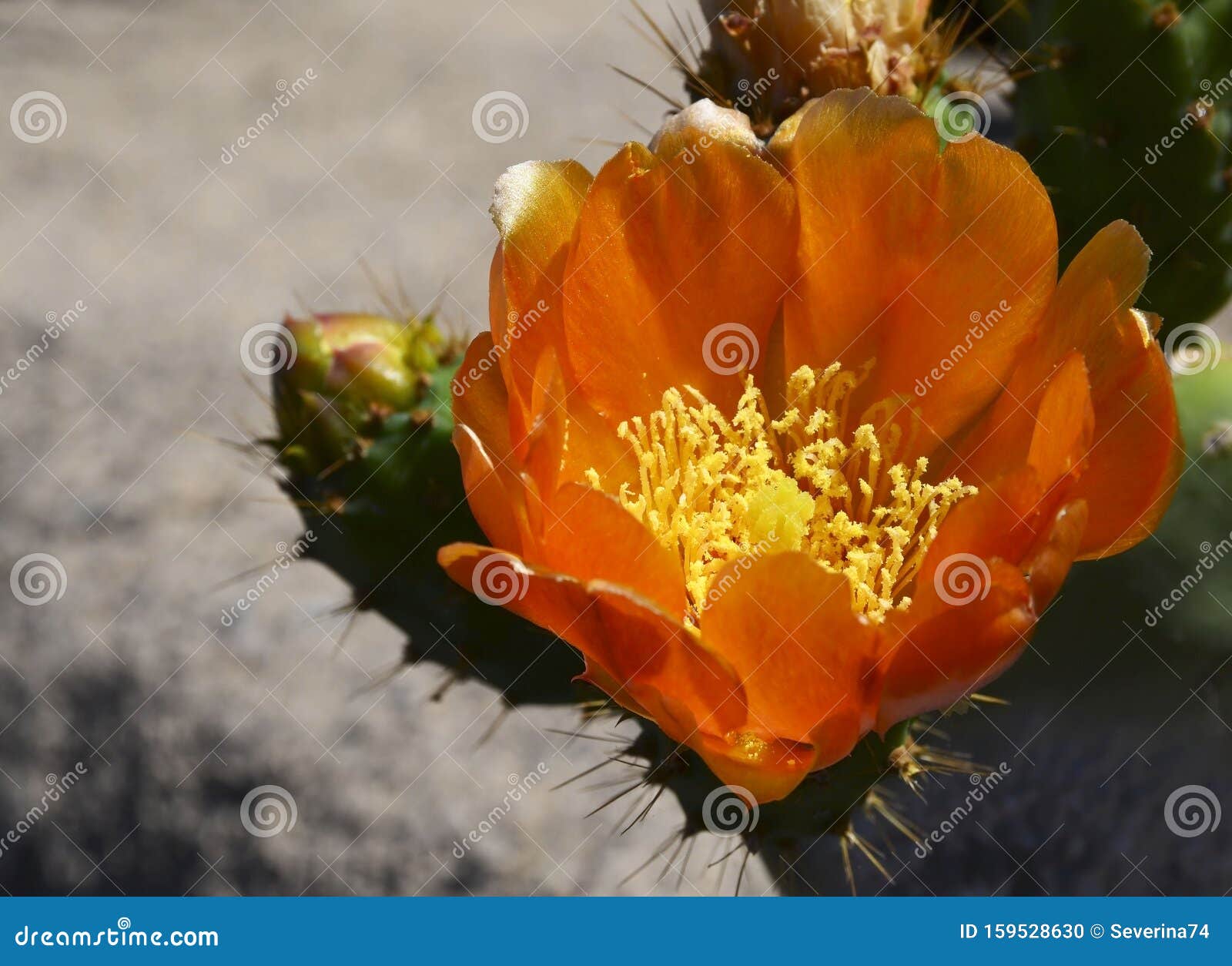 orange opuntia cactus flower.blooming prickly pear in tenerife,canary islands,spain.ficus indica.