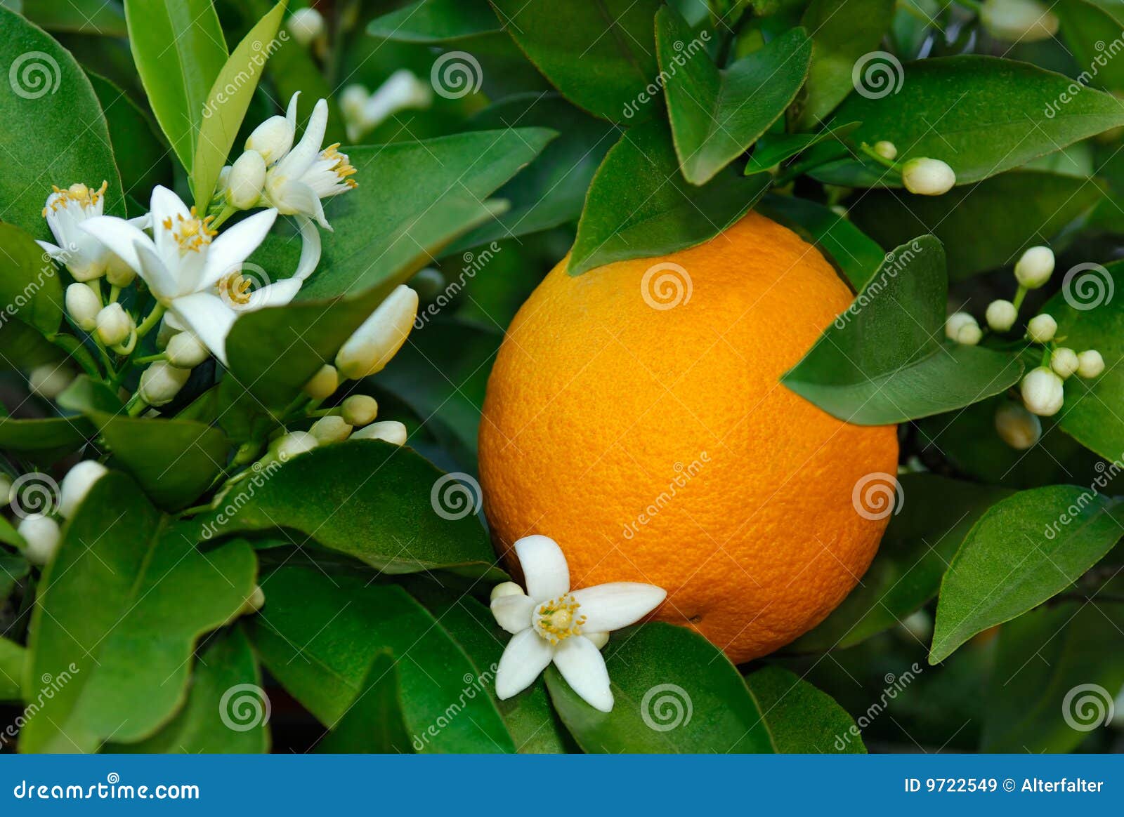 orange and orange blossom