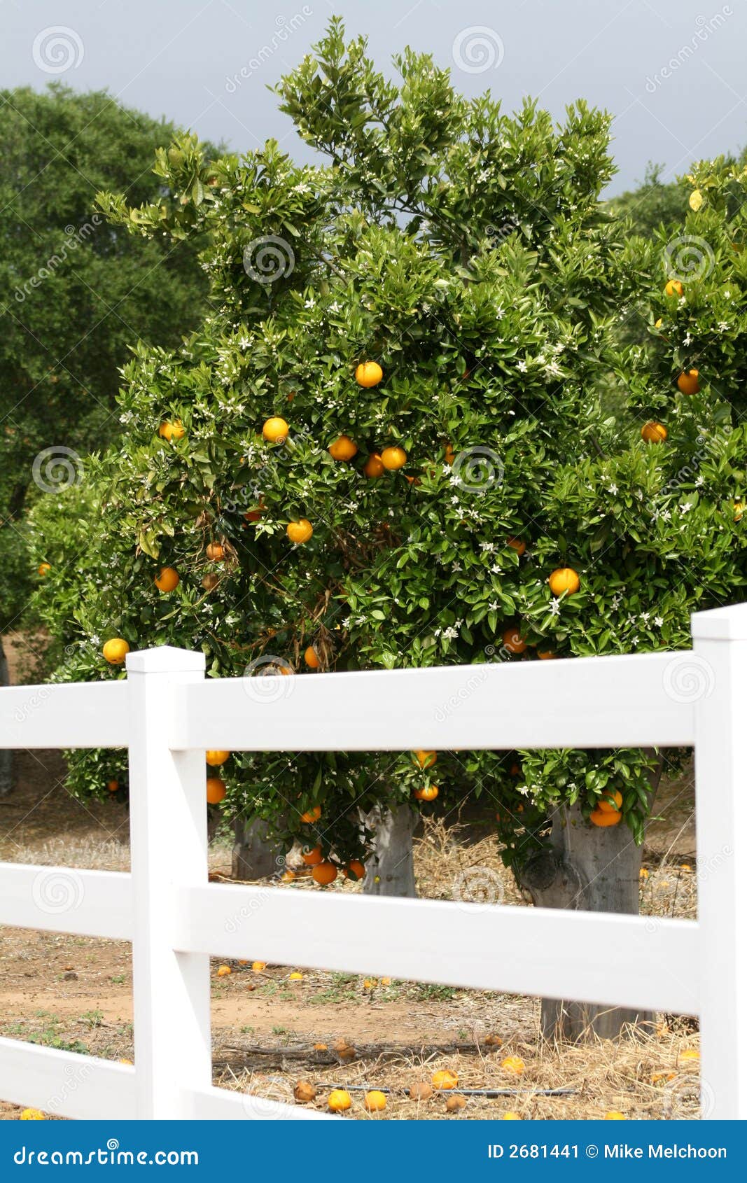 Orange Orchard stock image. Image of glass, oranges, grow 2681441