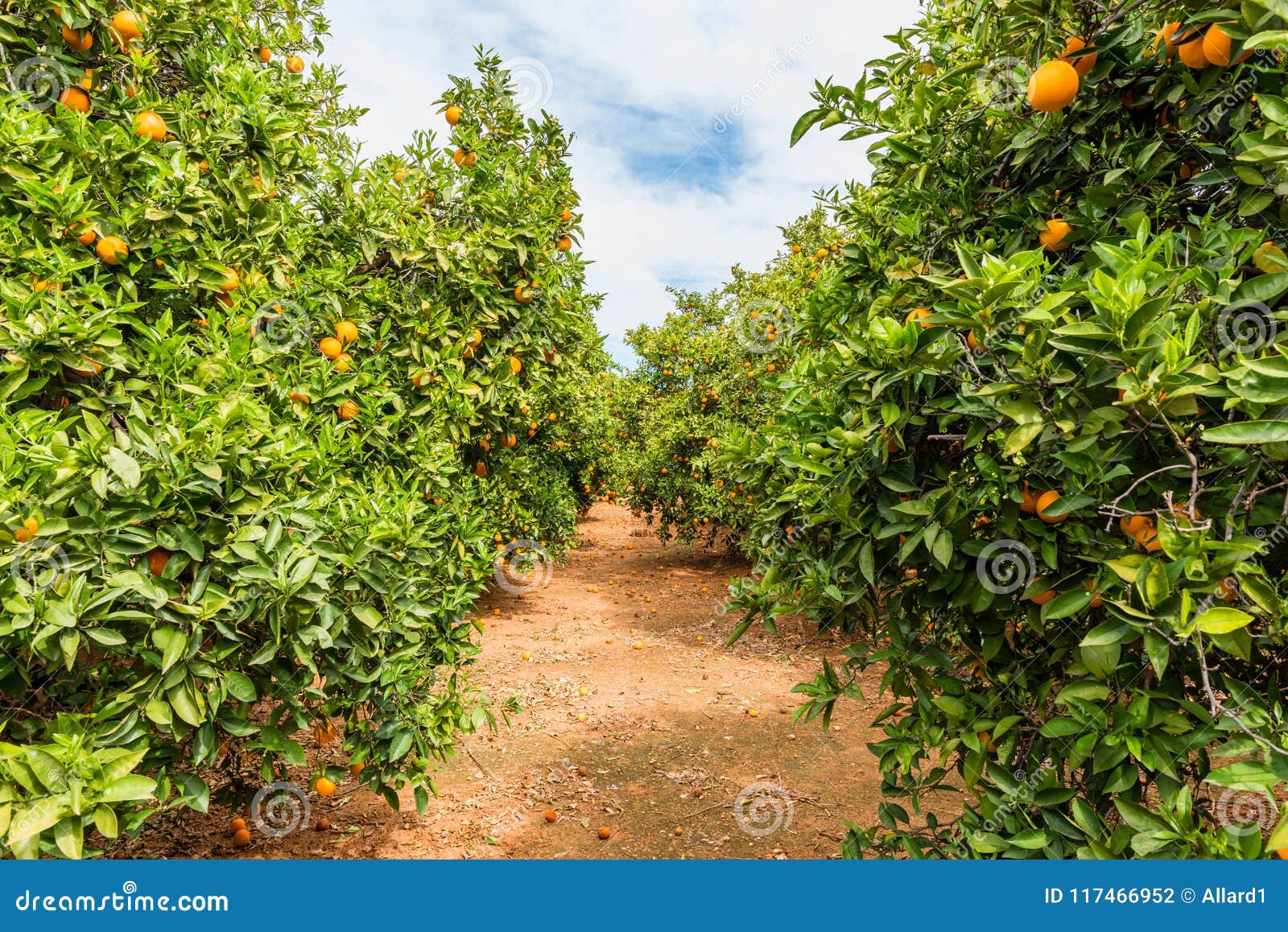 orange orchard in alzira spain