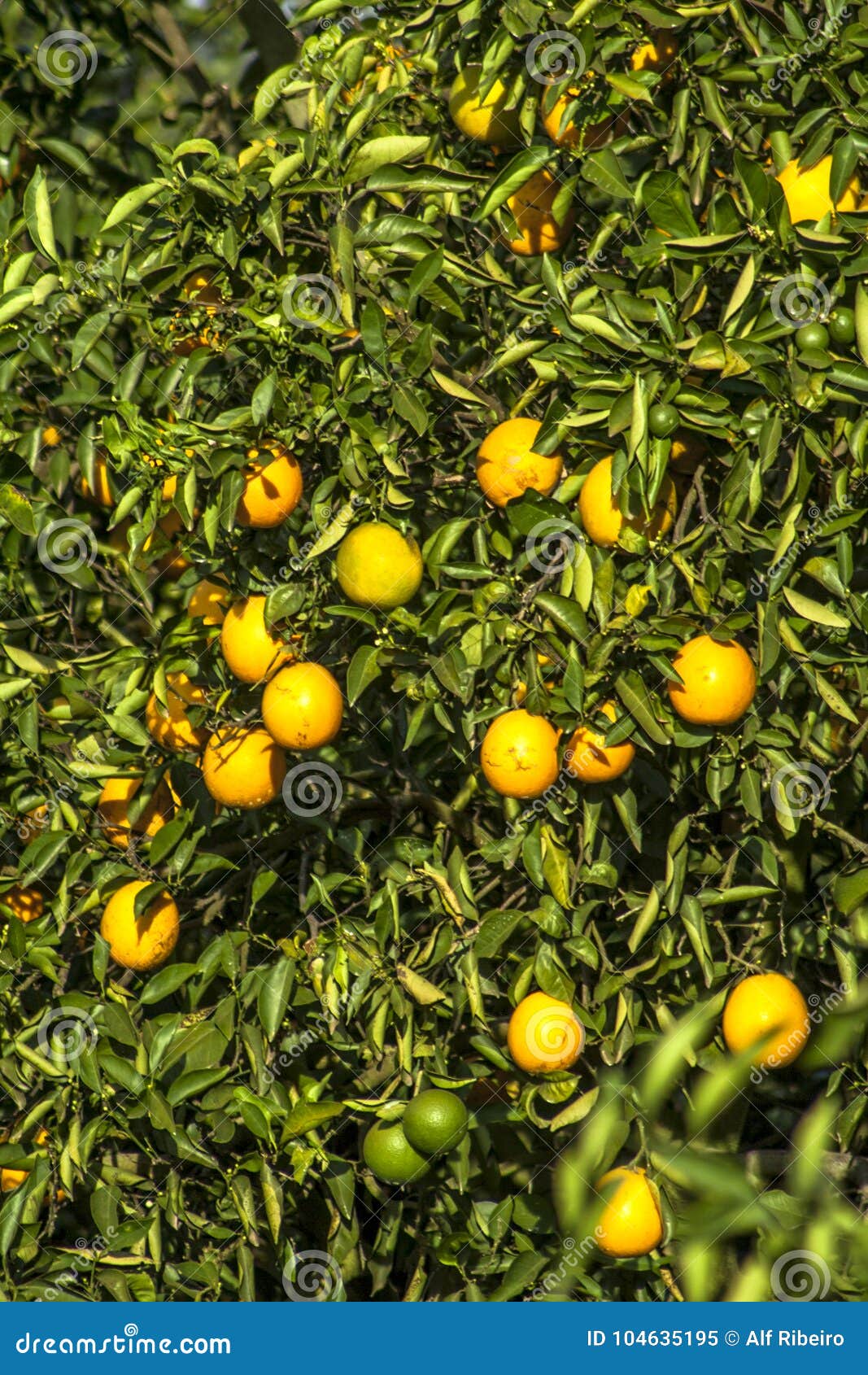 Orange orchard stock image. Image of citrus, harvest 104635195