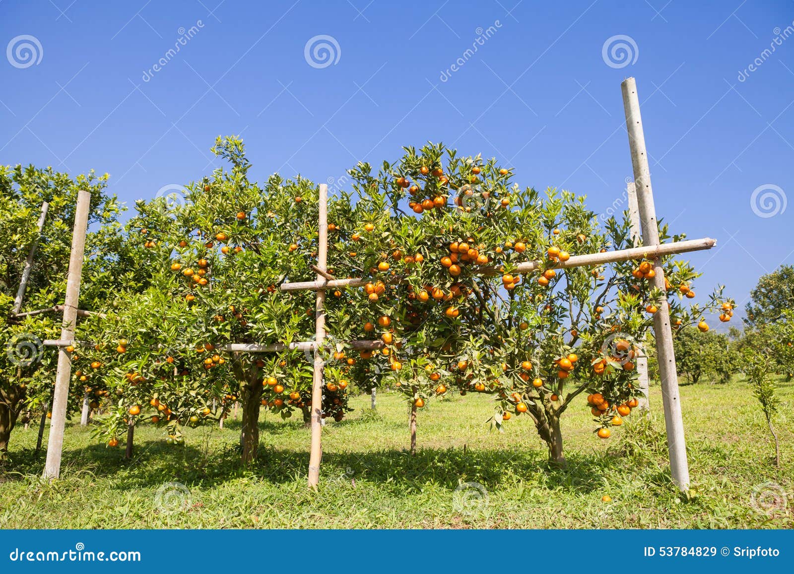 Orange Orchard in Northern Thailand Stock Image Image of health